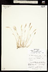 Image of Vulpia octoflora