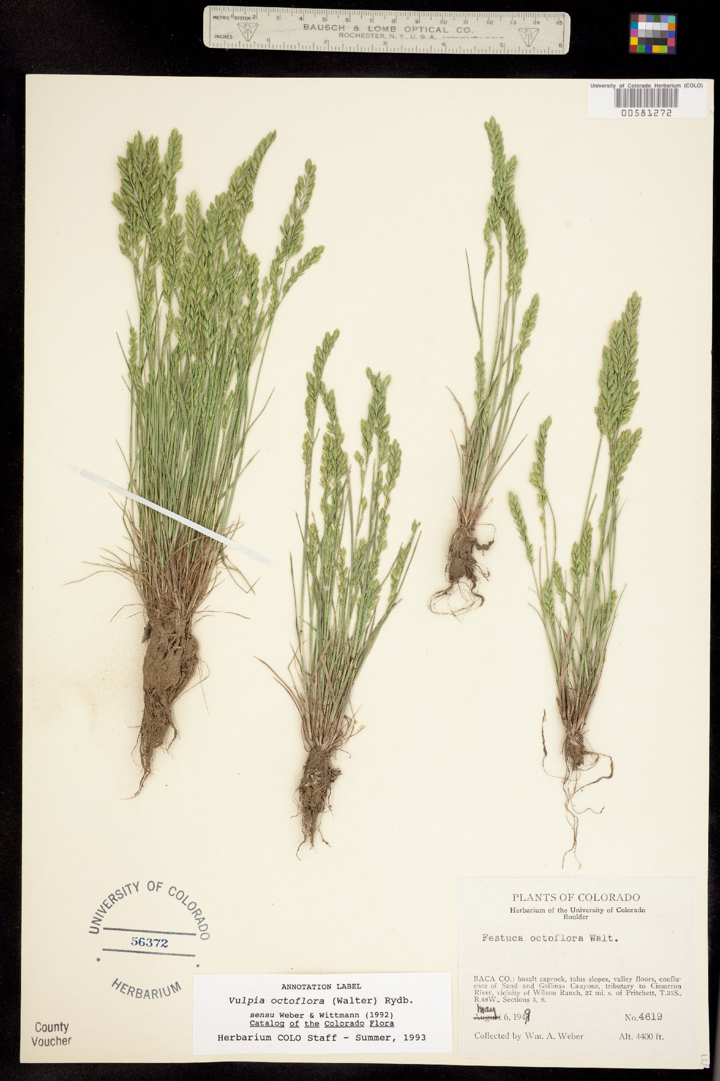 Vulpia octoflora image