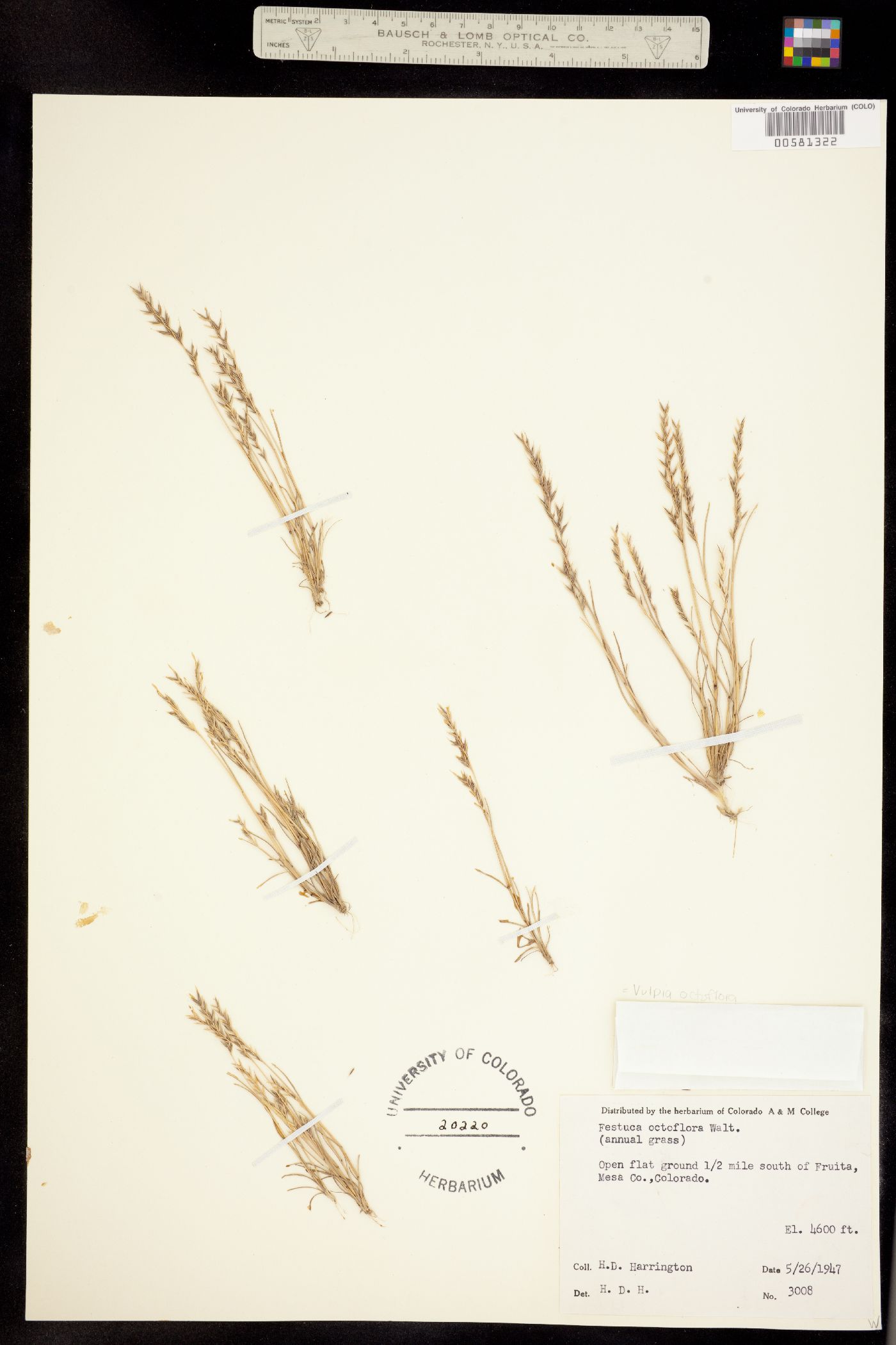 Vulpia image