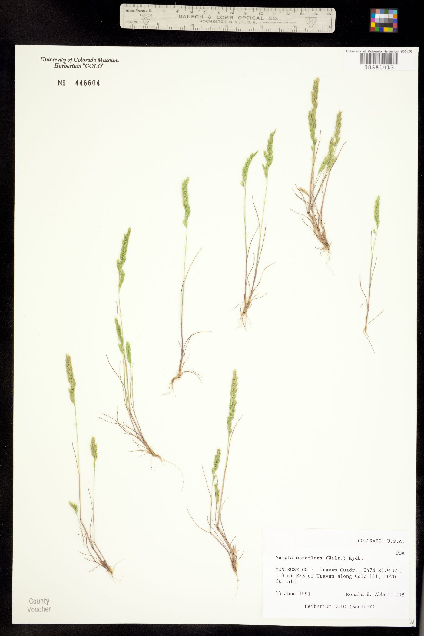 Vulpia image
