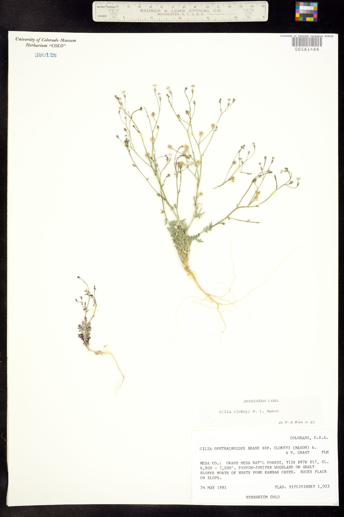 Gilia clokeyi image