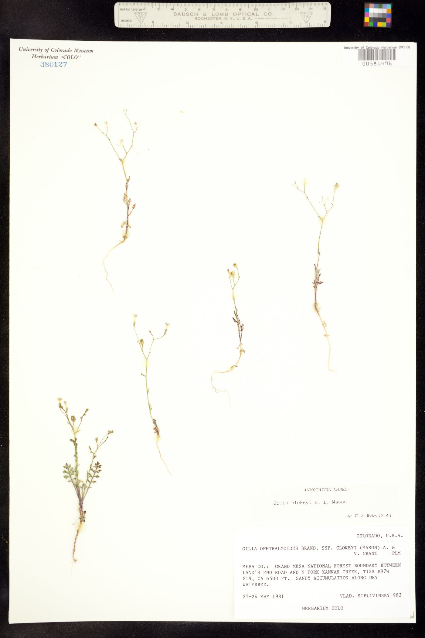 Gilia clokeyi image