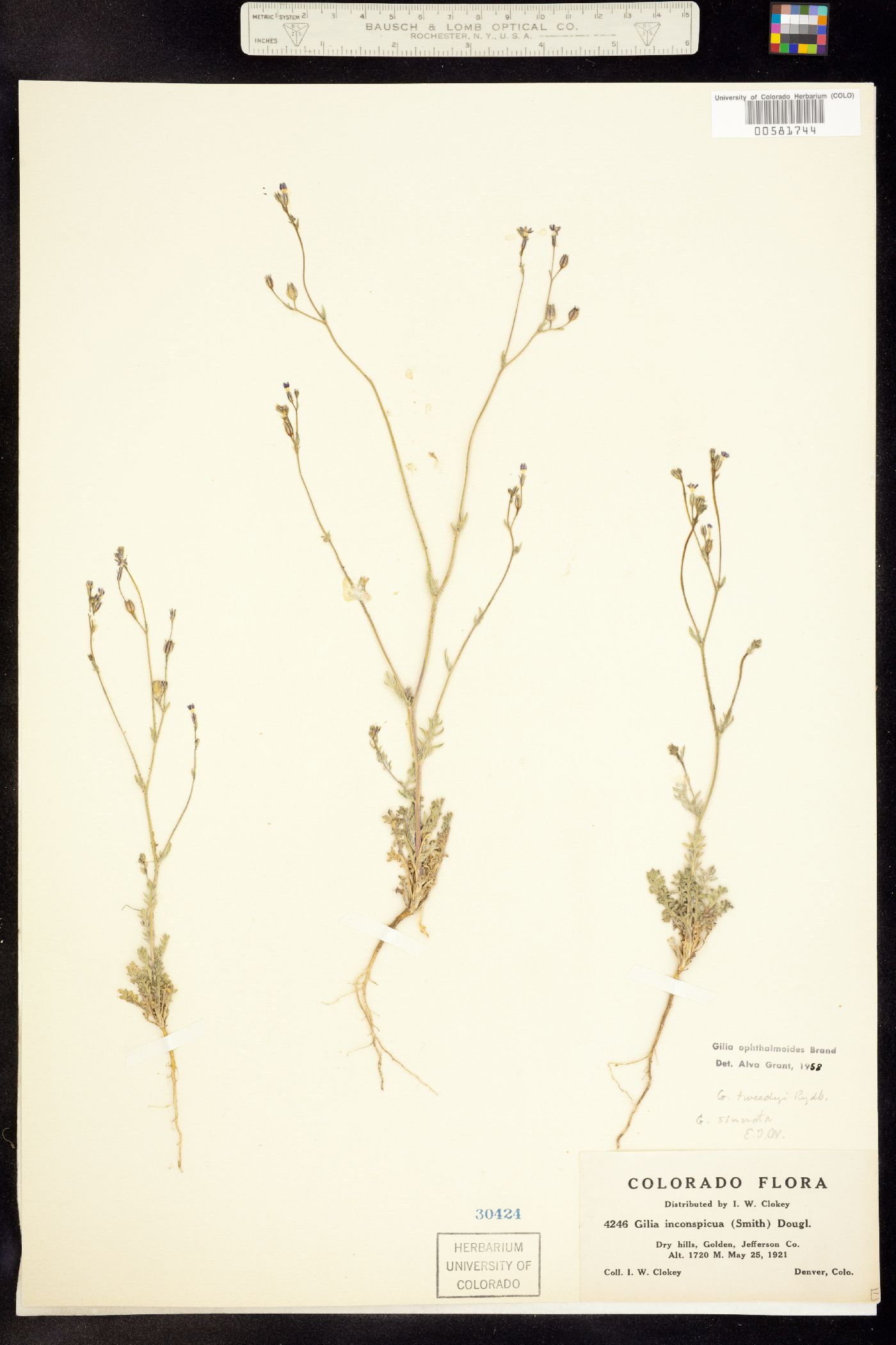 Gilia ophthalmoides image