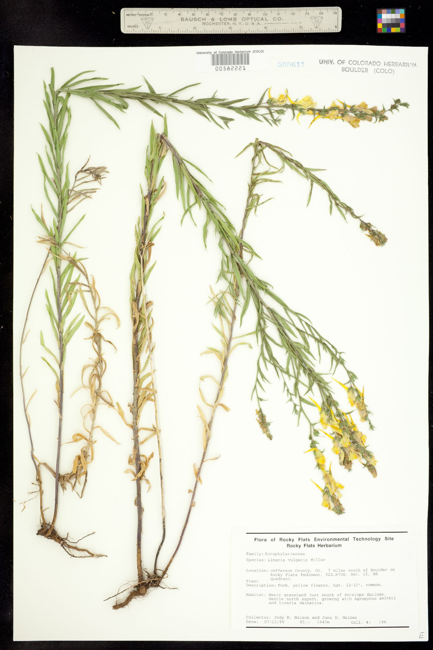 Linaria vulgaris image