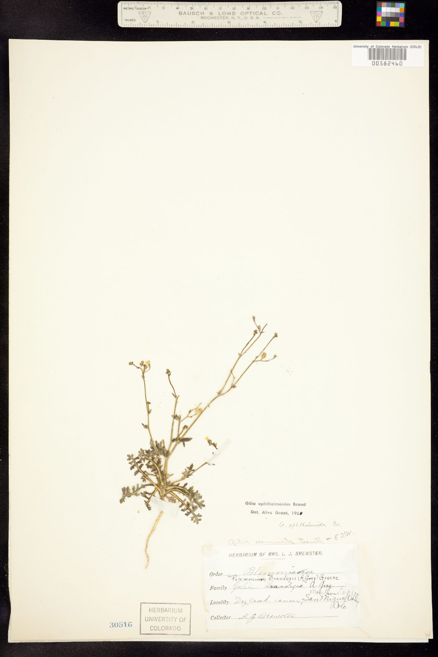 Gilia image