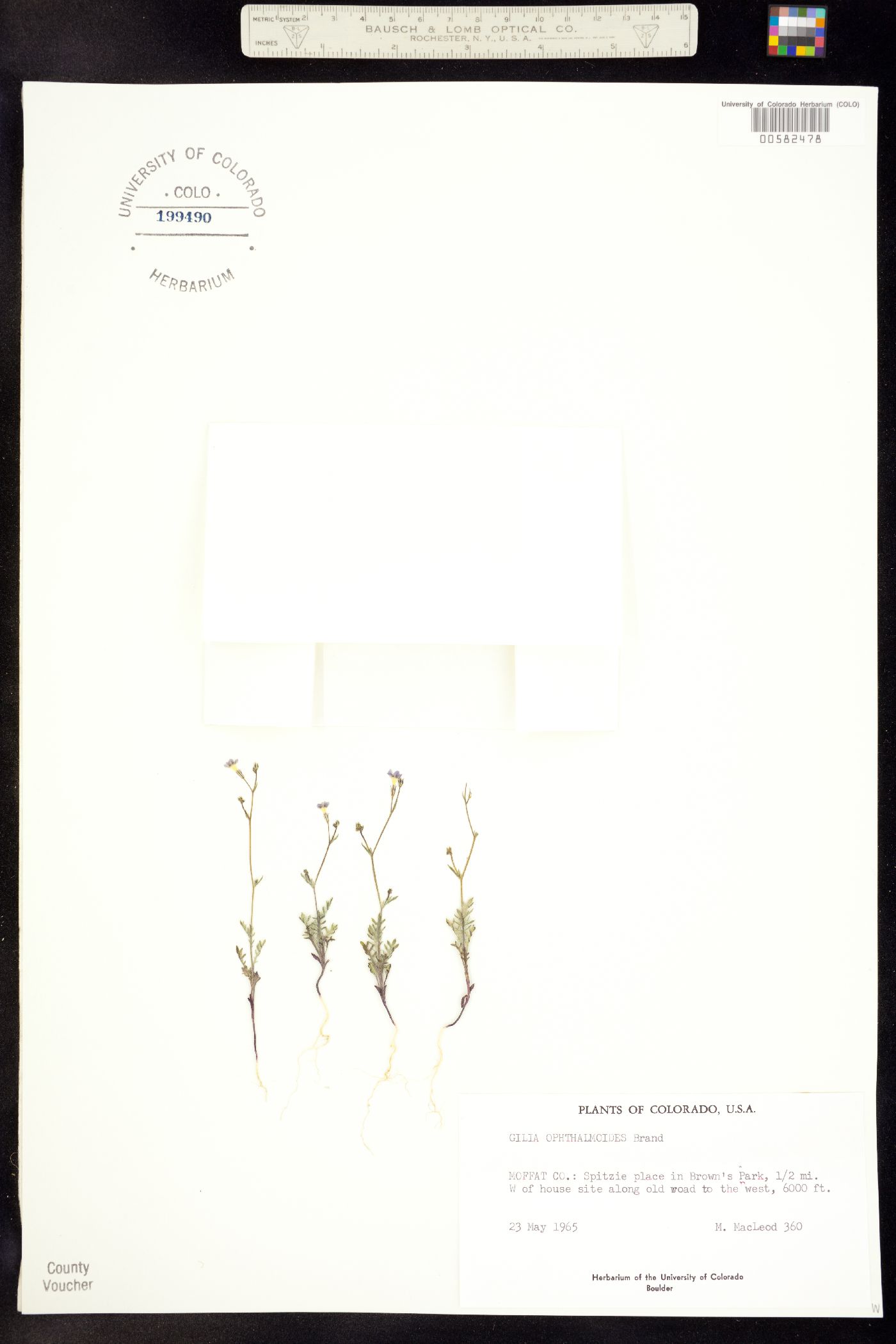 Gilia ophthalmoides image