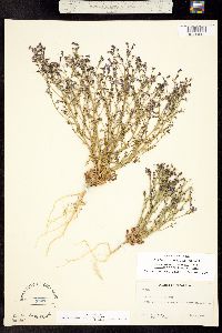 Aliciella pinnatifida image