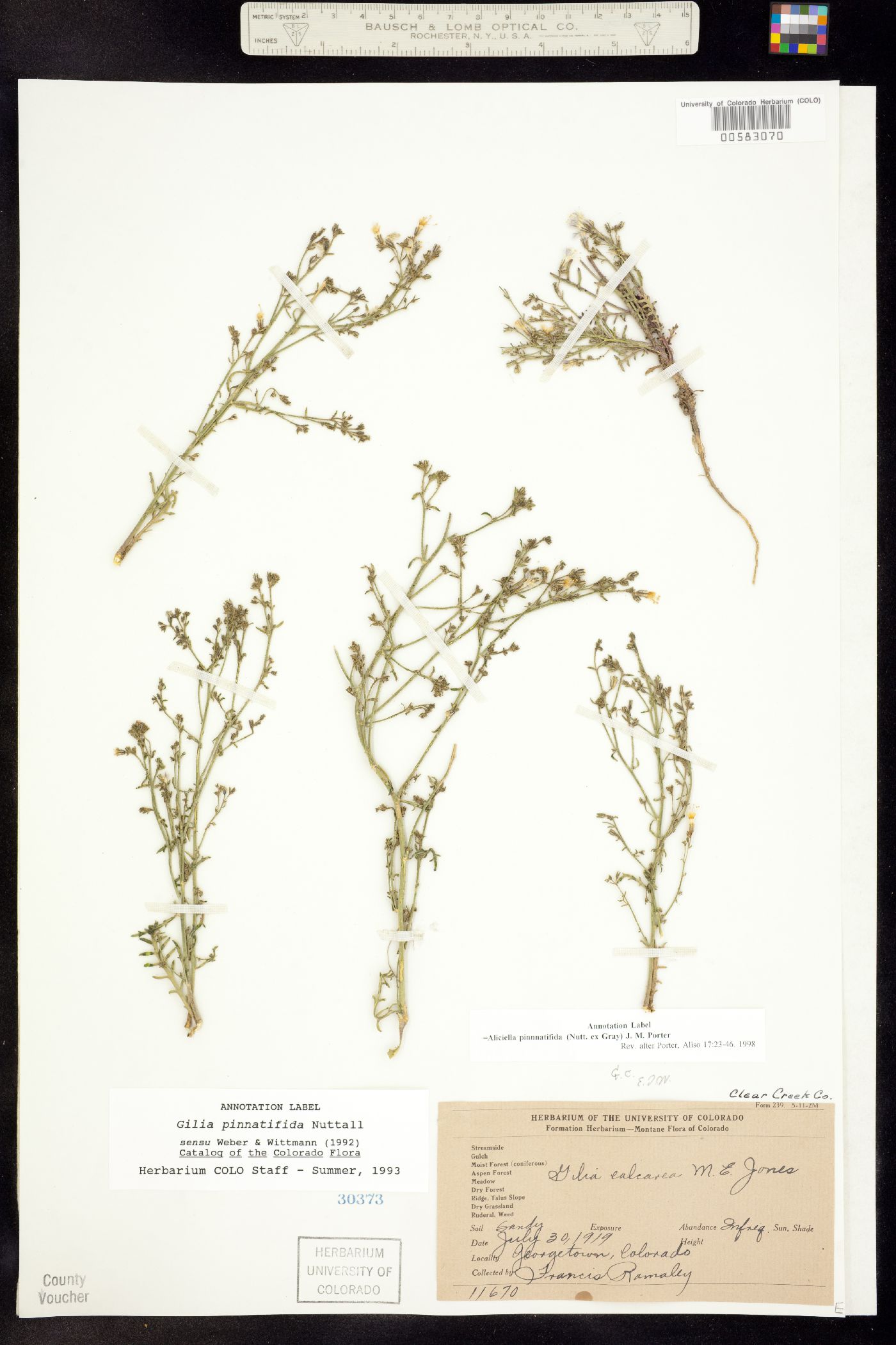 Aliciella image