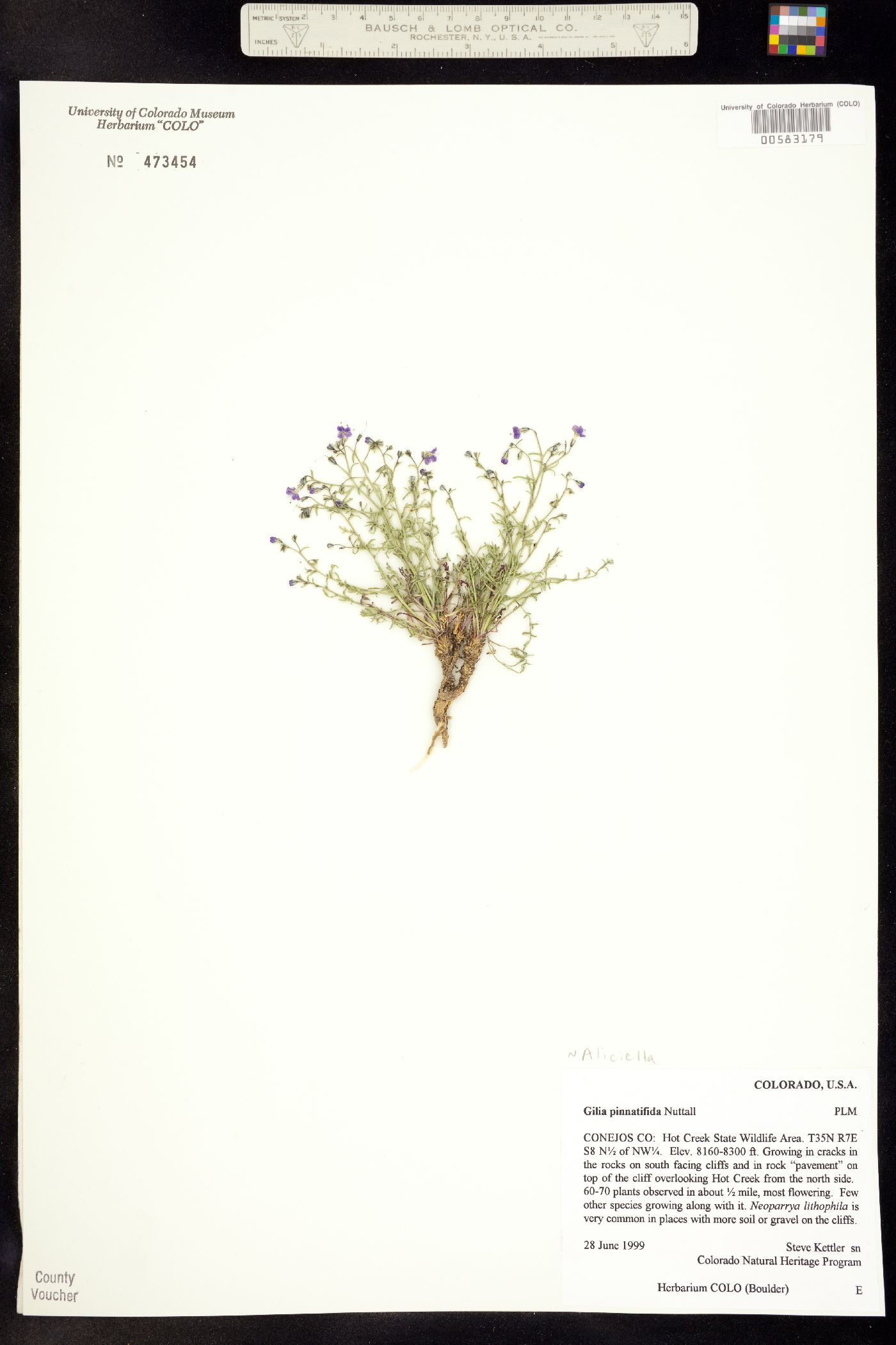 Aliciella image