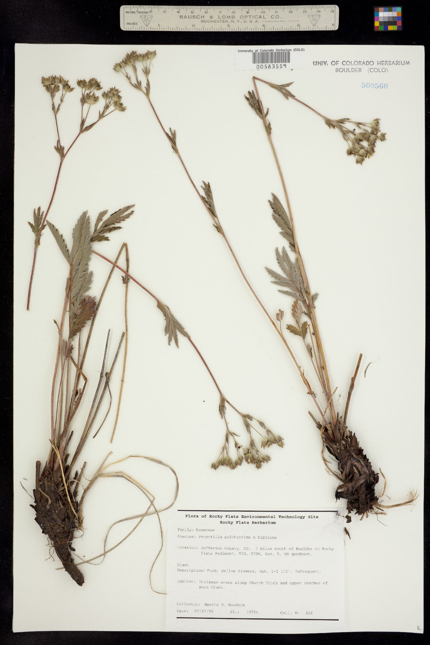 Potentilla pulcherrima x hippiana image
