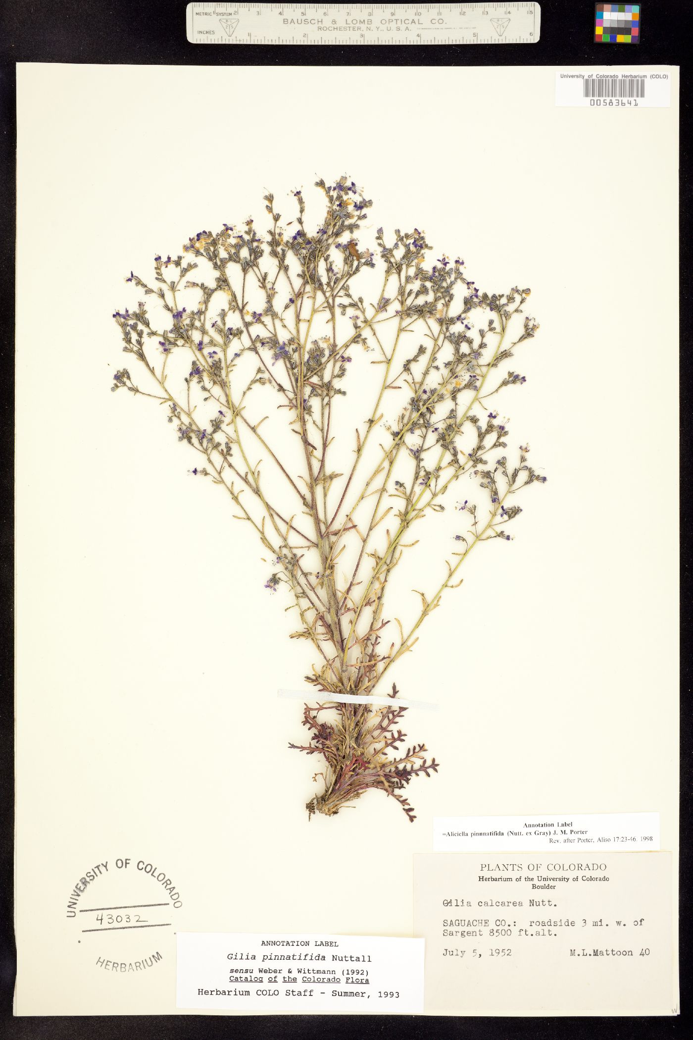 Polemoniaceae image