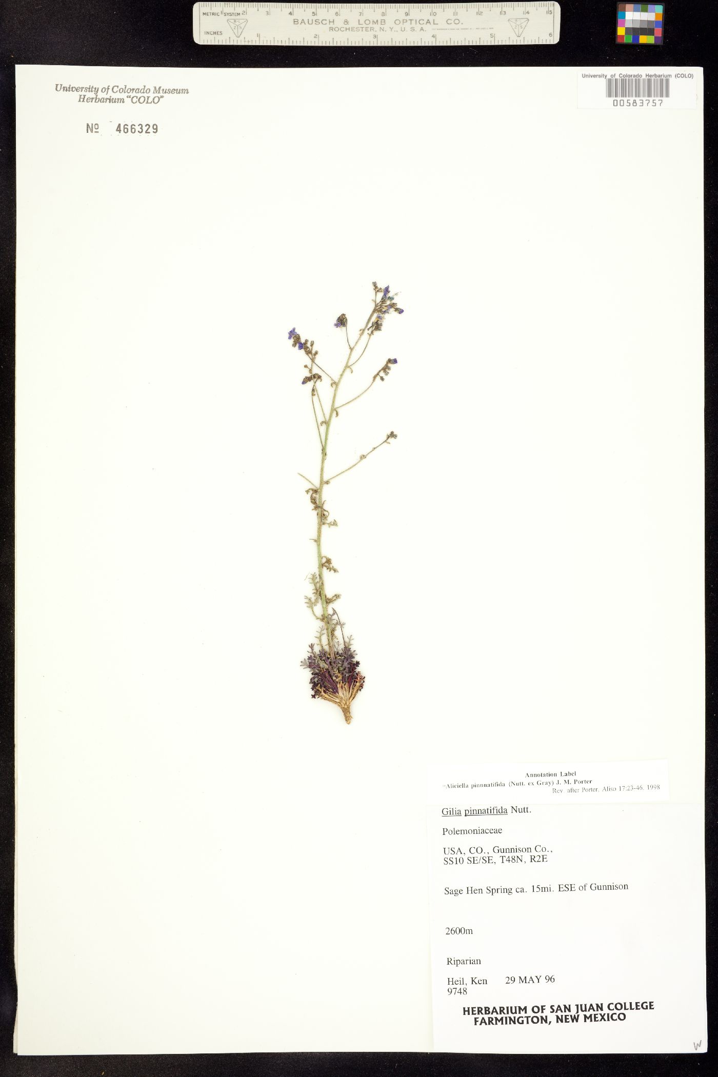 Aliciella pinnatifida image