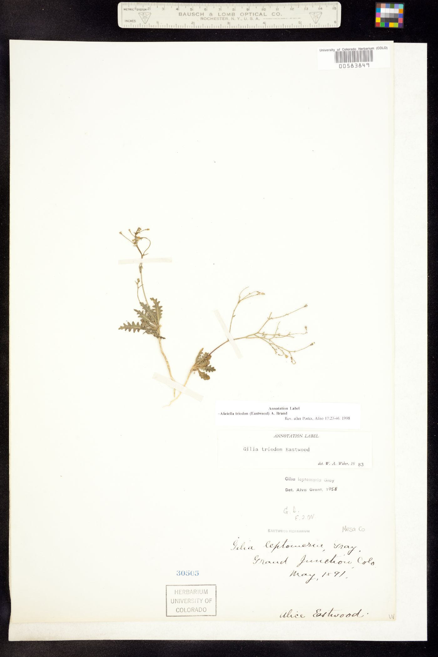Aliciella triodon image