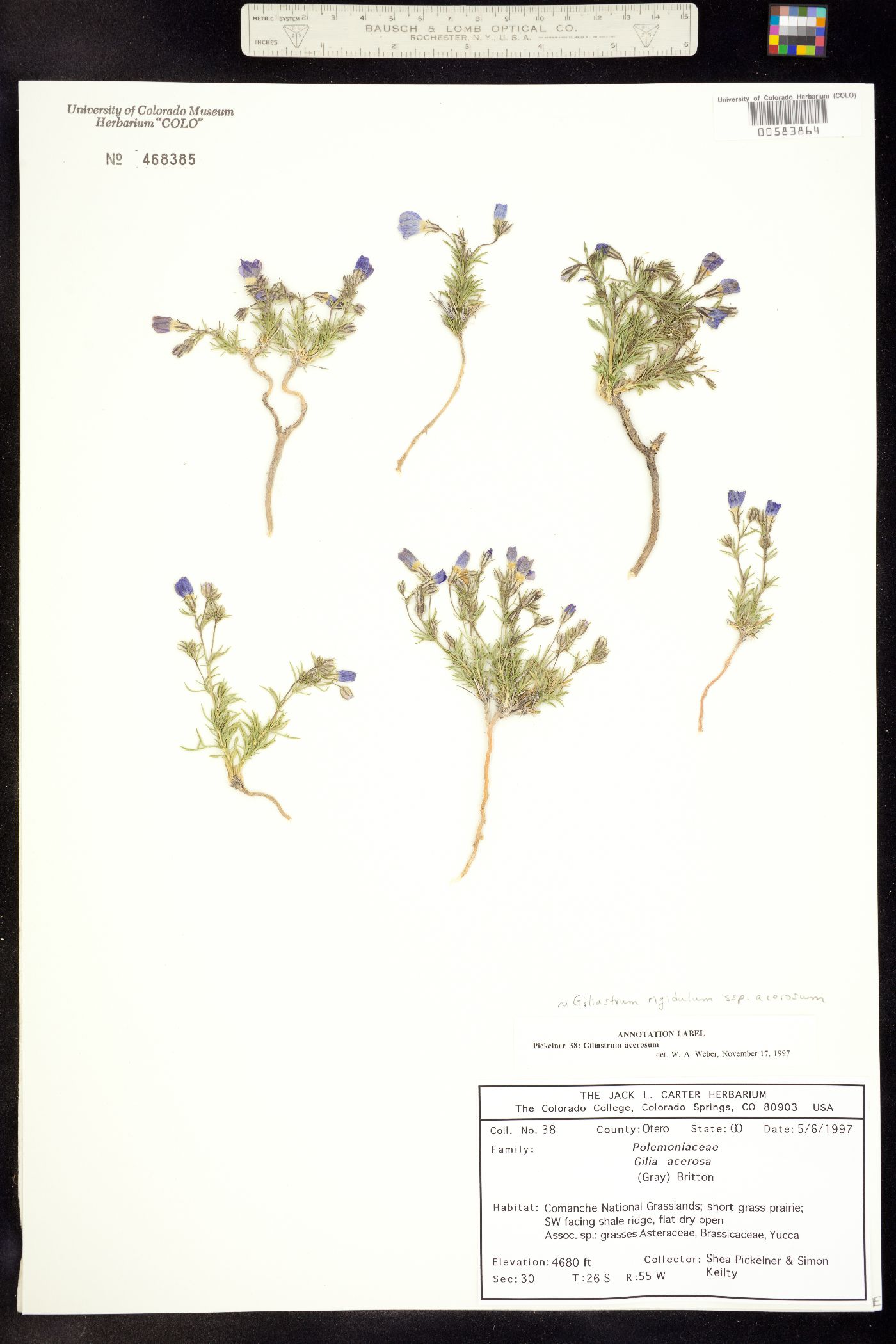 Giliastrum acerosum image