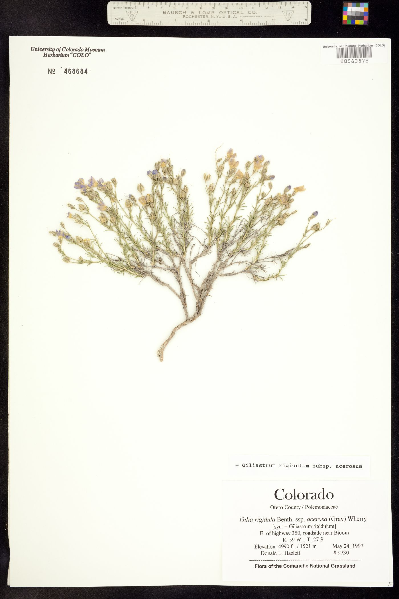 Giliastrum acerosum image