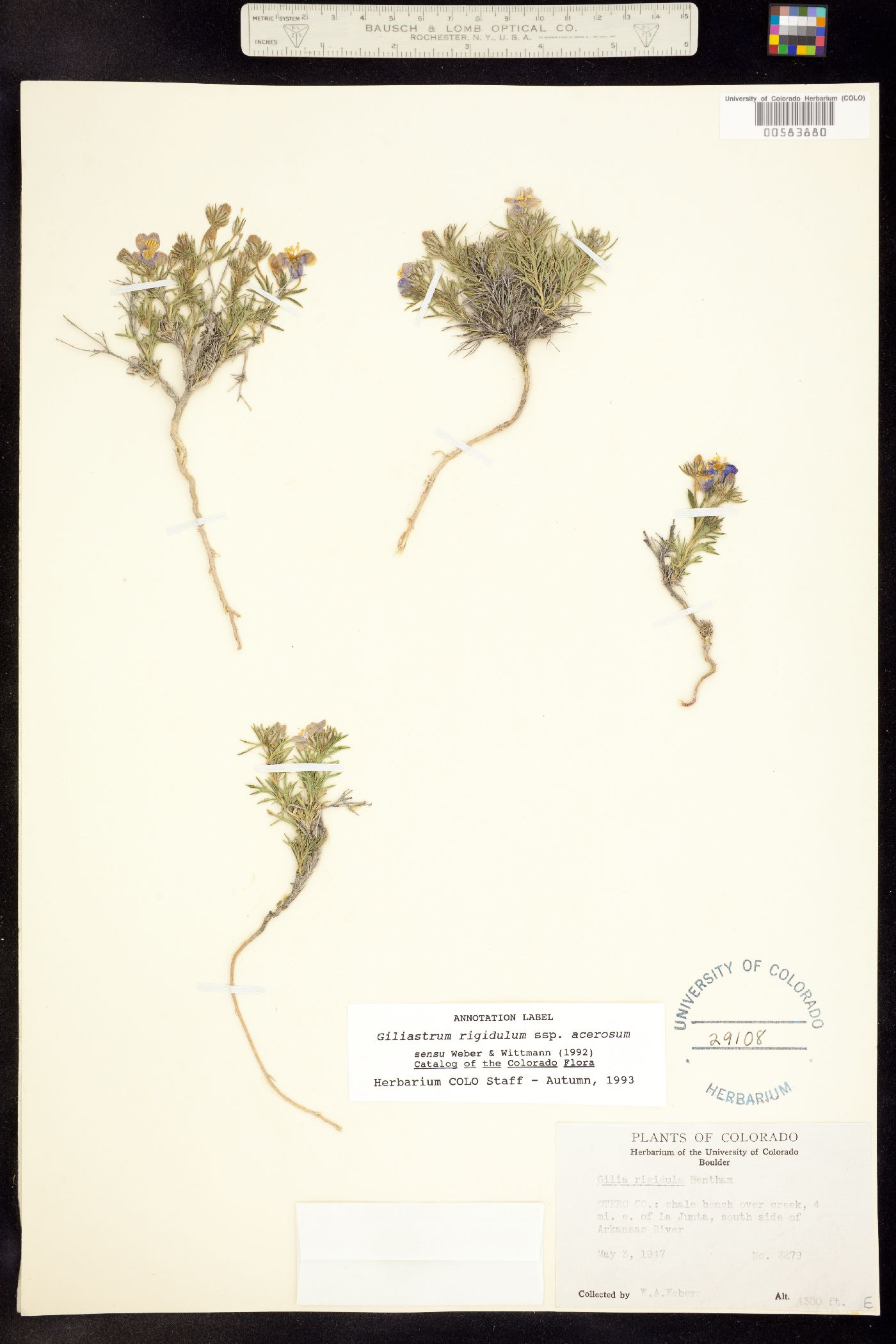 Giliastrum acerosum image