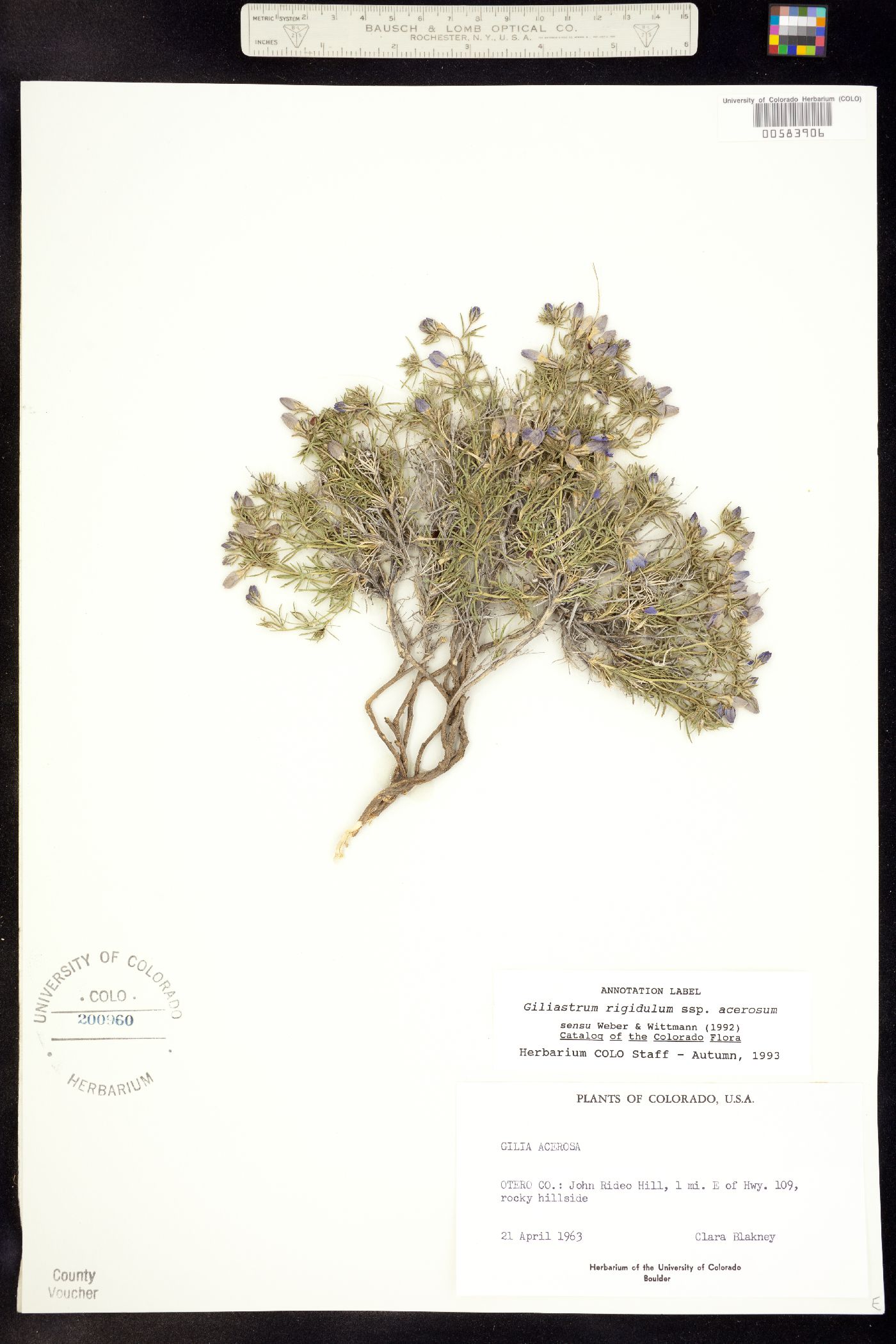 Giliastrum acerosum image