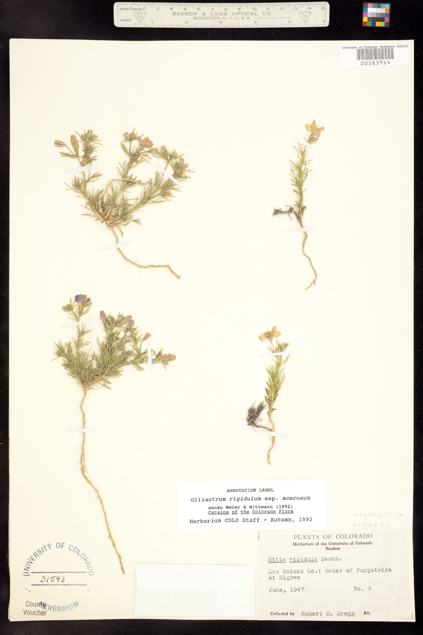 Giliastrum acerosum image