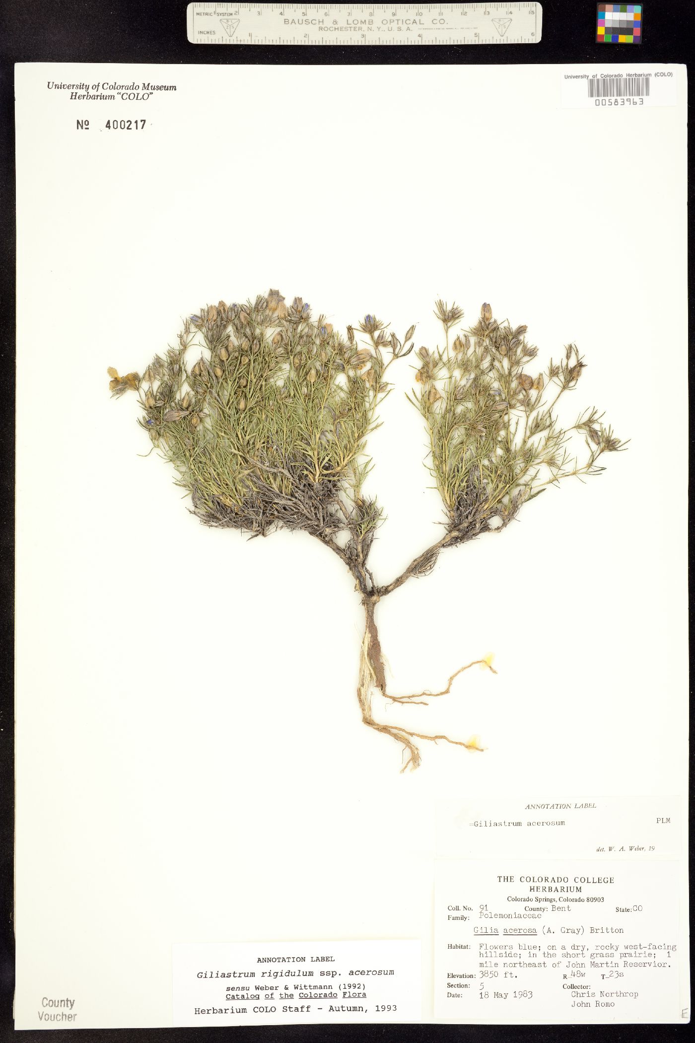 Giliastrum acerosum image