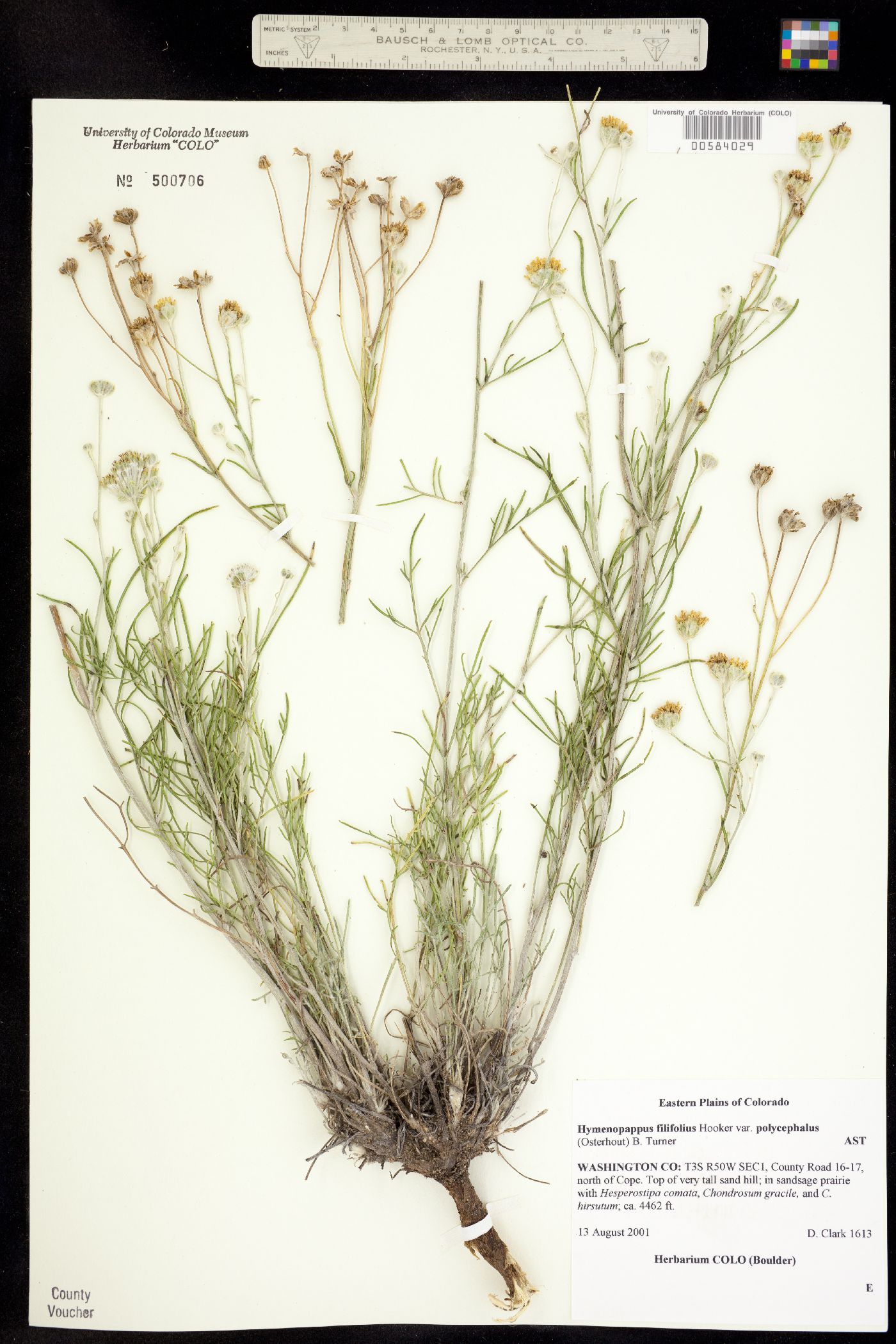 Hymenopappus filifolius var. polycephalus image