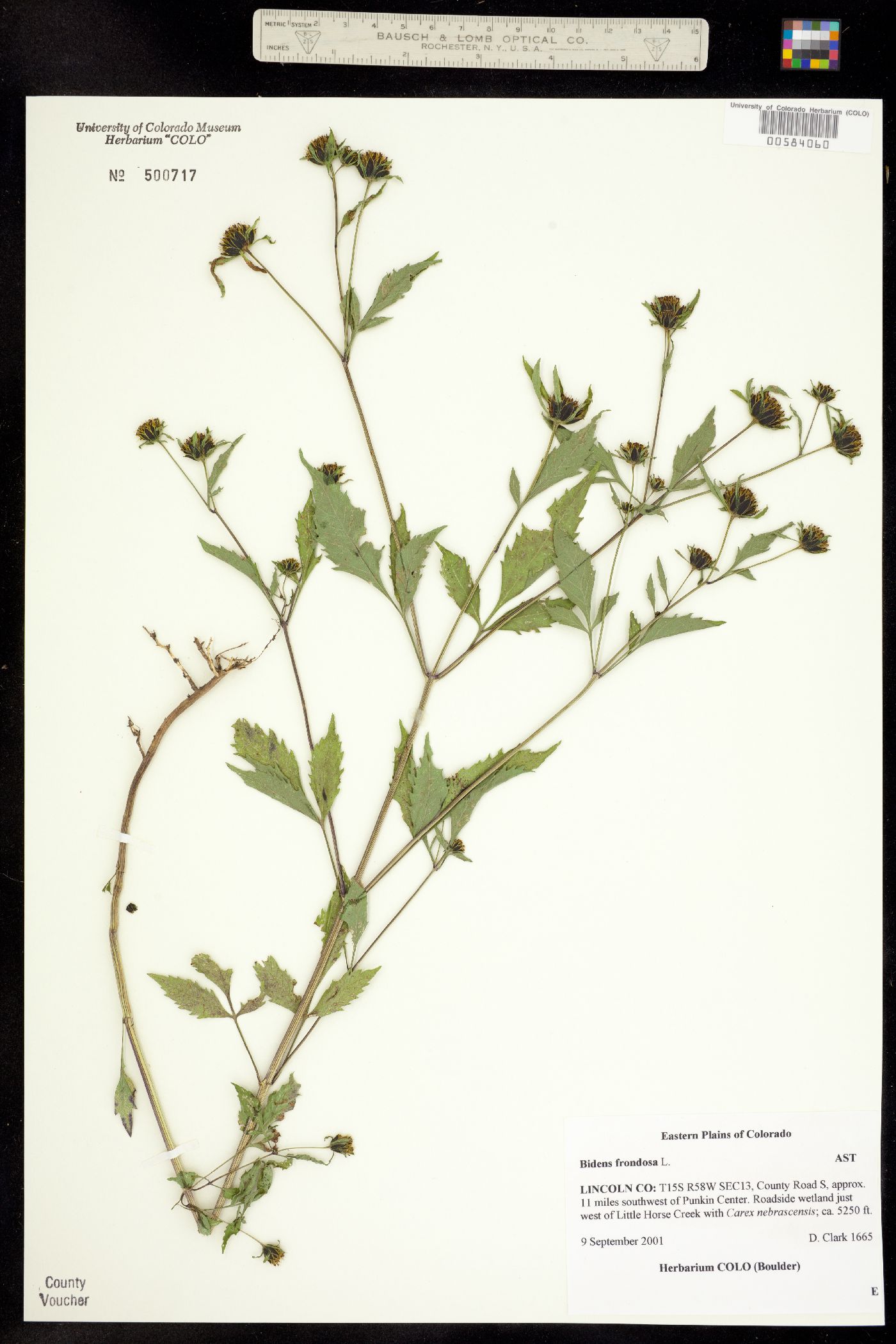 Bidens image