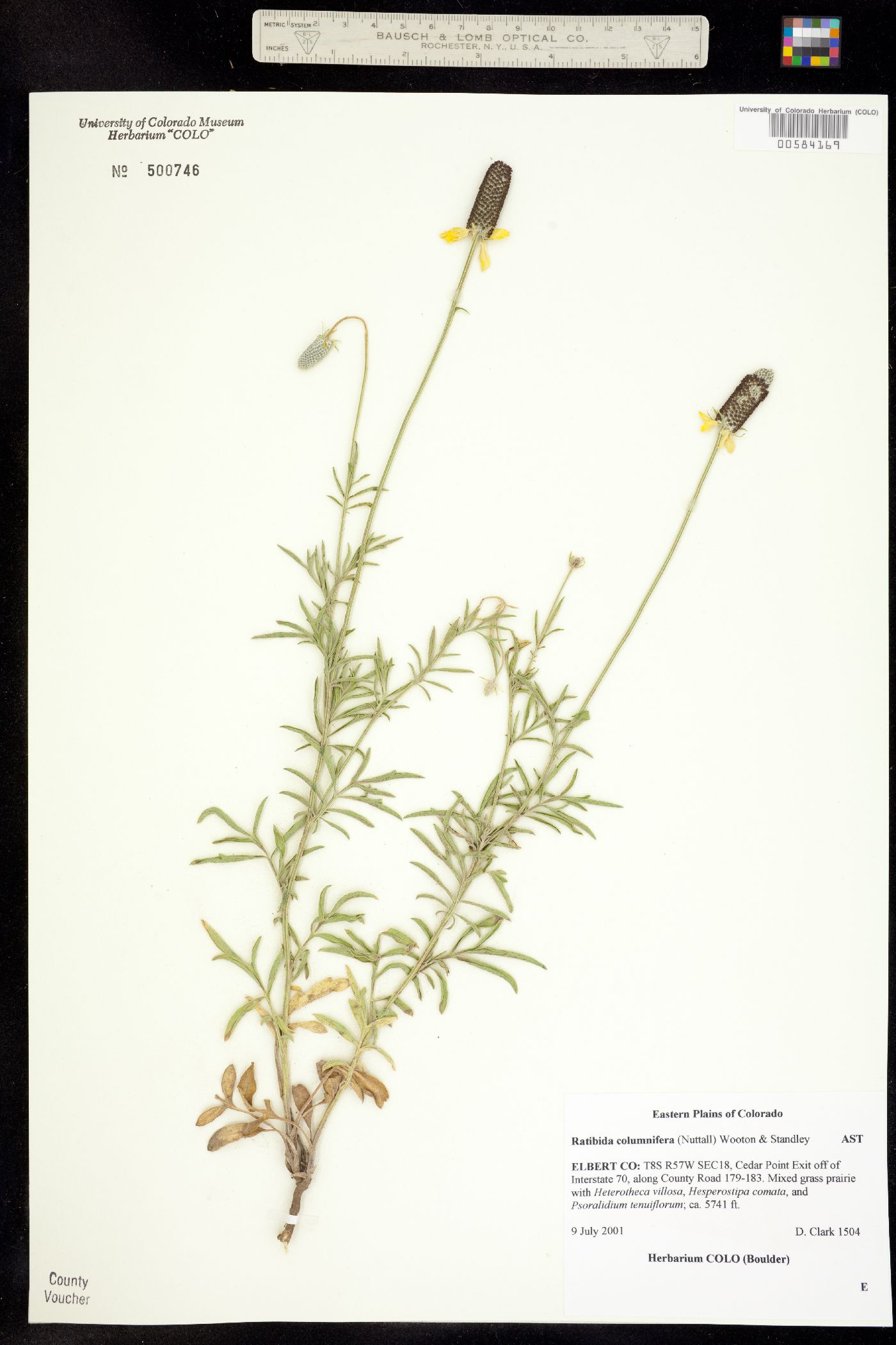 Ratibida columnifera image