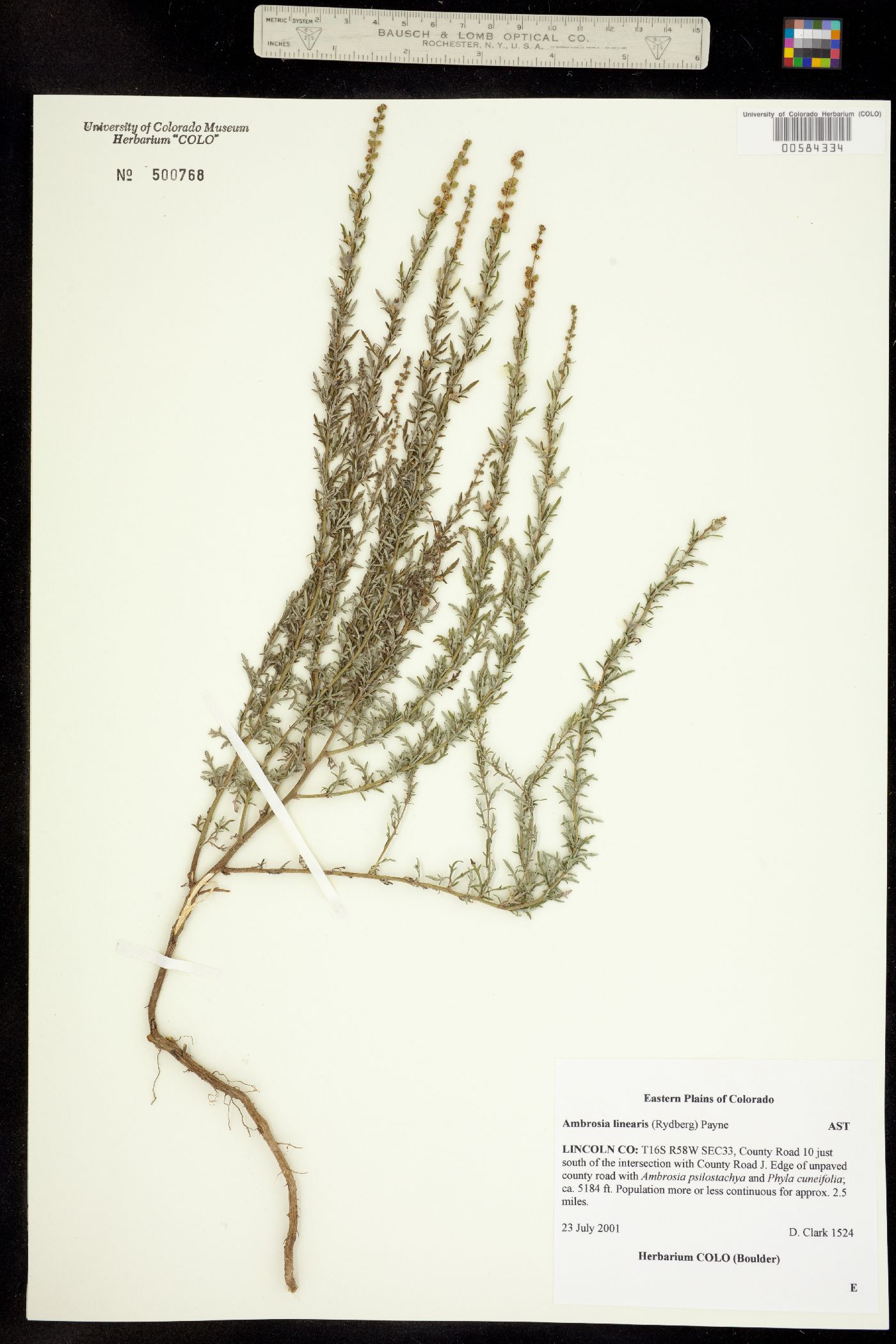 Ambrosia linearis image