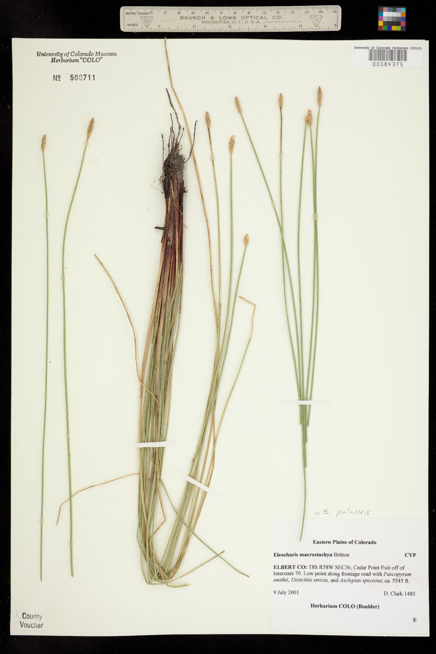 Eleocharis palustris image