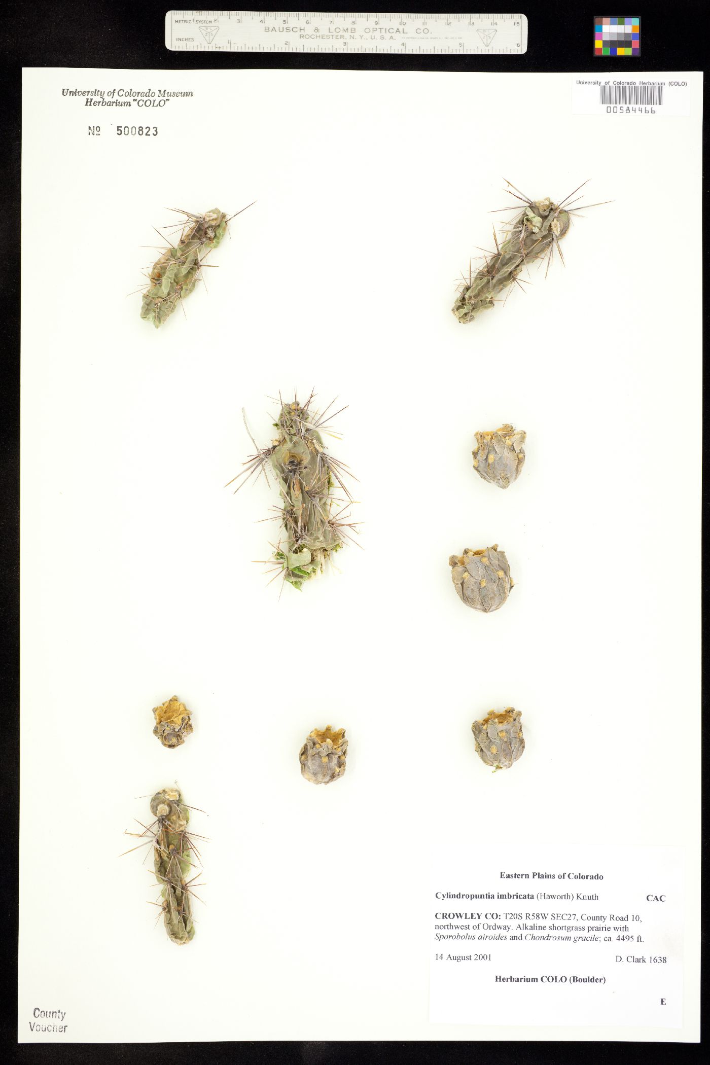 Cactaceae image