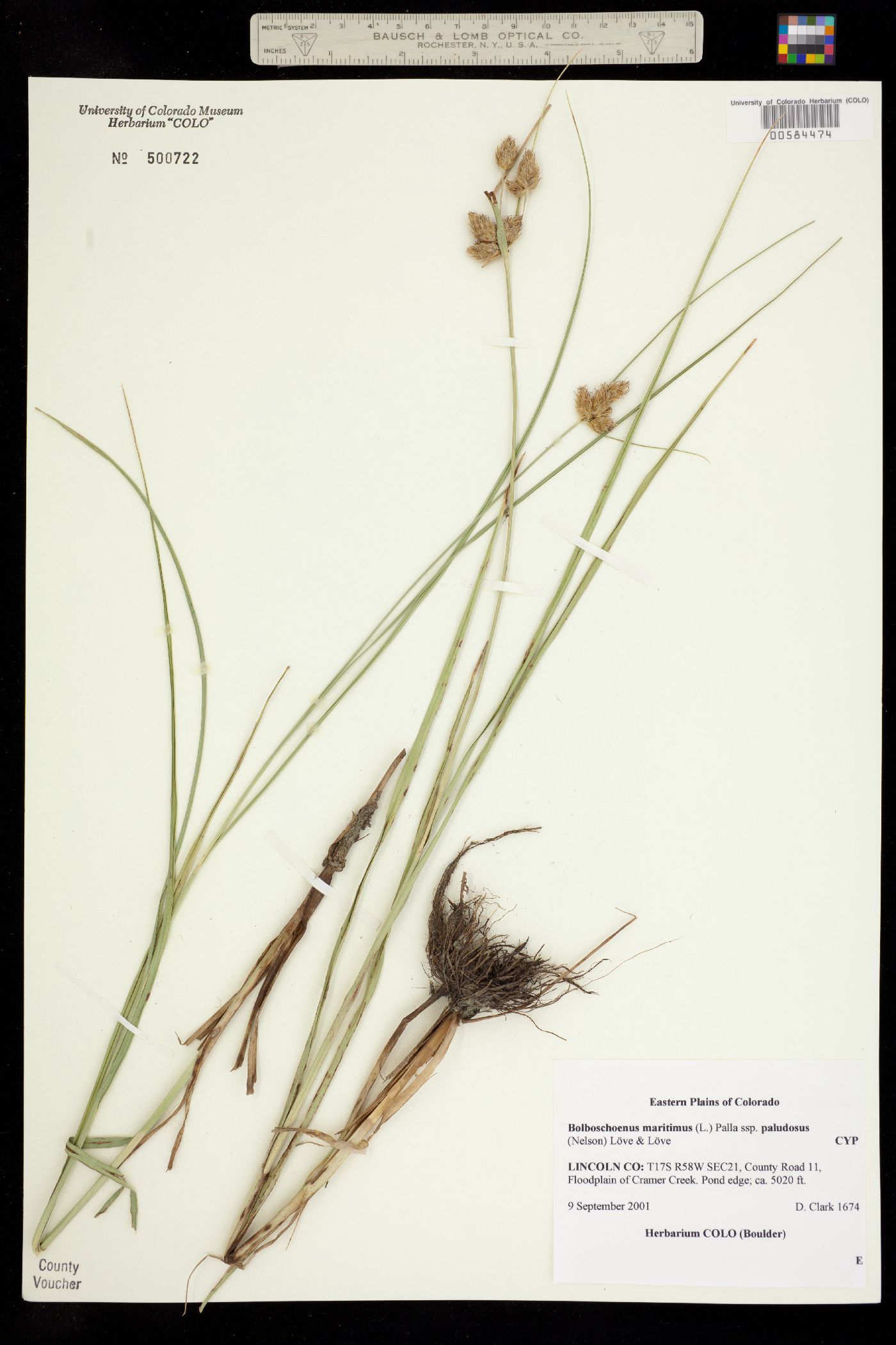 Bolboschoenus maritimus ssp. paludosus image