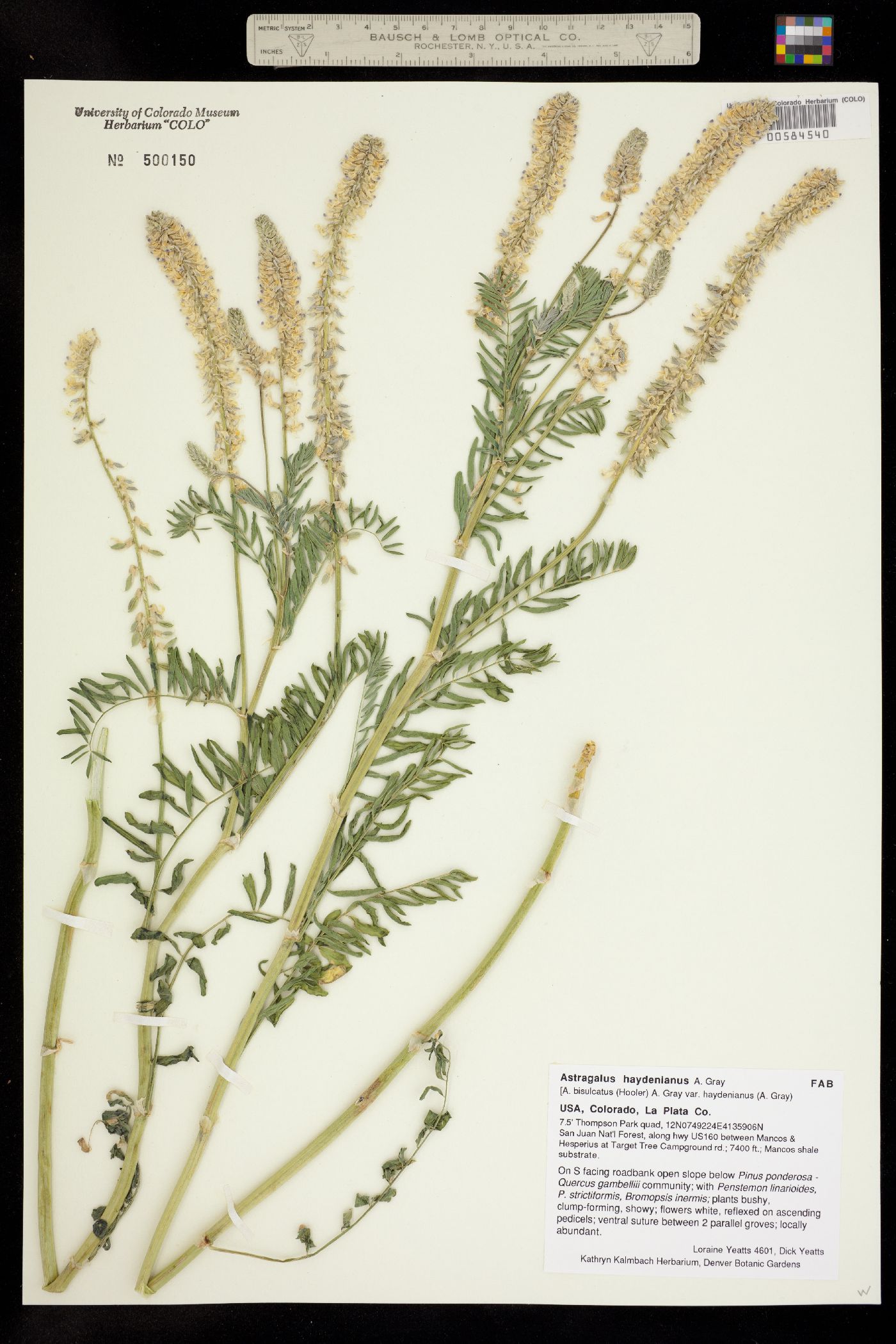 Astragalus bisulcatus var. haydenianus image