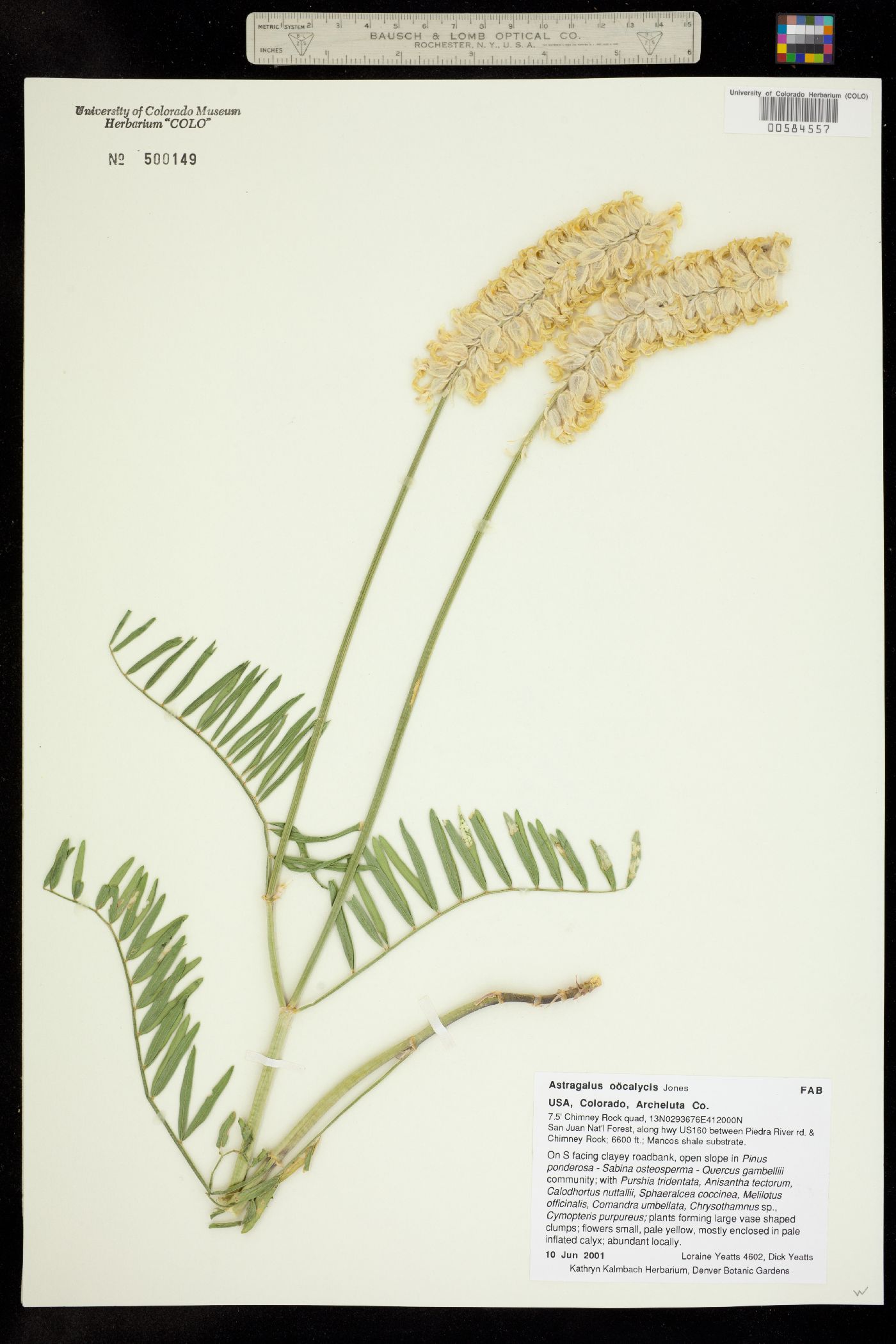 Astragalus oöcalycis image