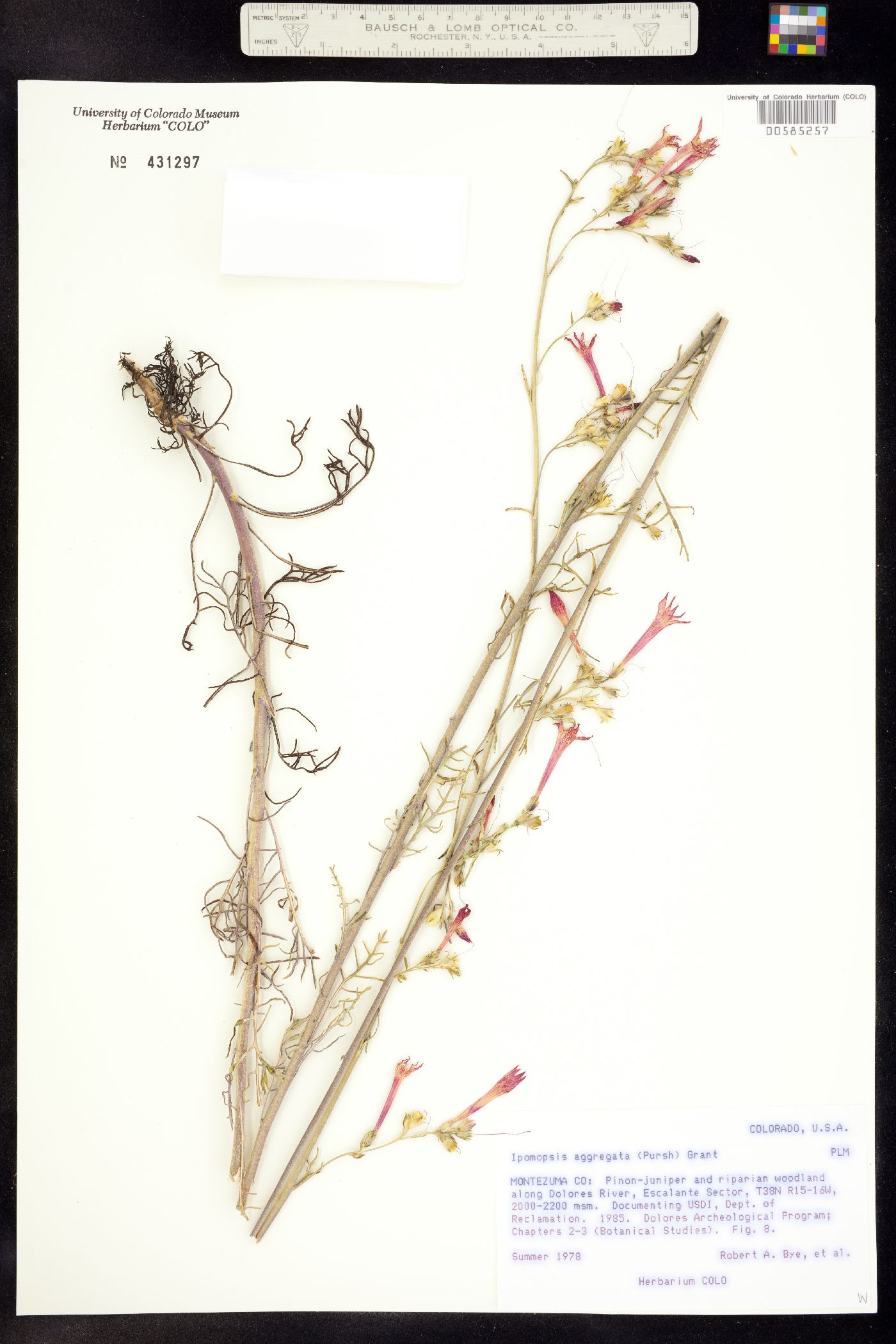 Ipomopsis aggregata image