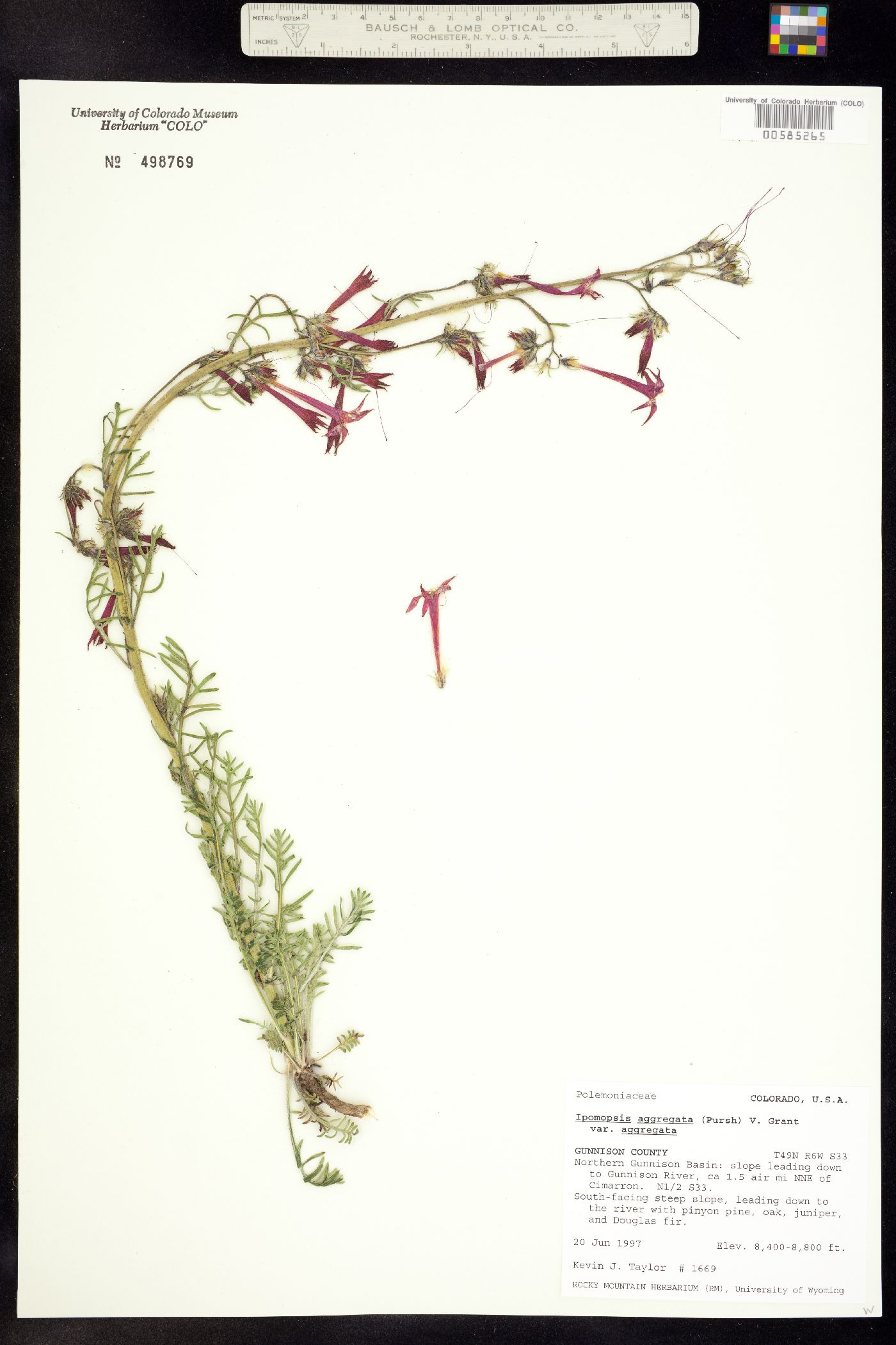 Ipomopsis aggregata ssp. aggregata image