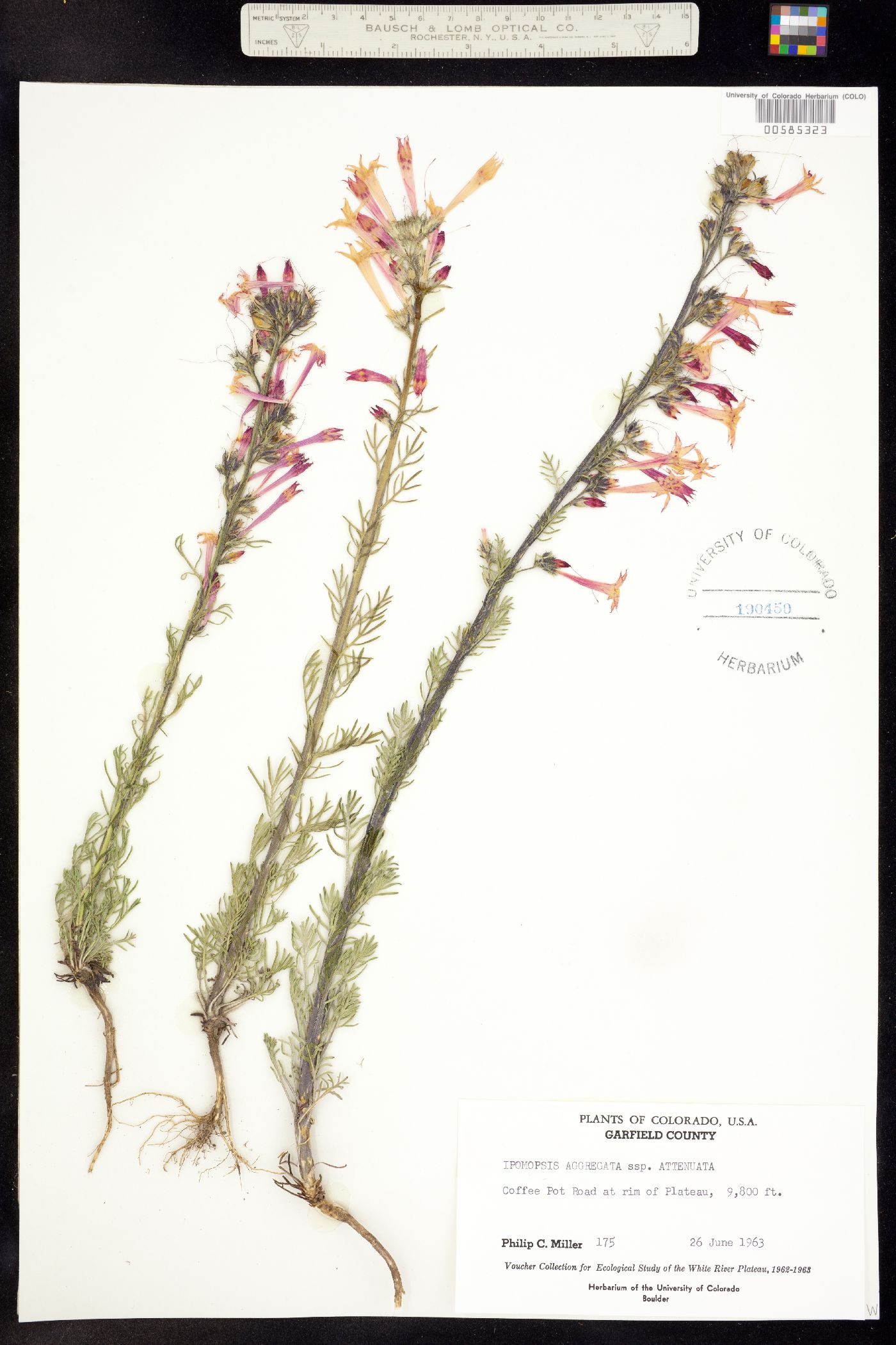 Ipomopsis aggregata ssp. attenuata image
