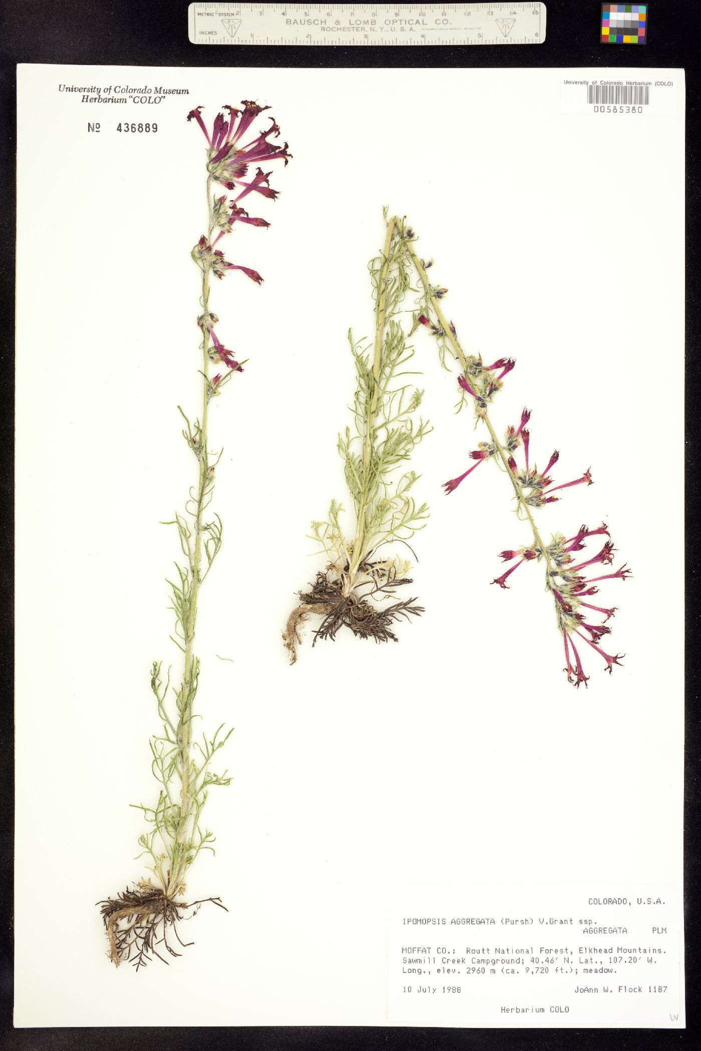 Ipomopsis aggregata ssp. aggregata image