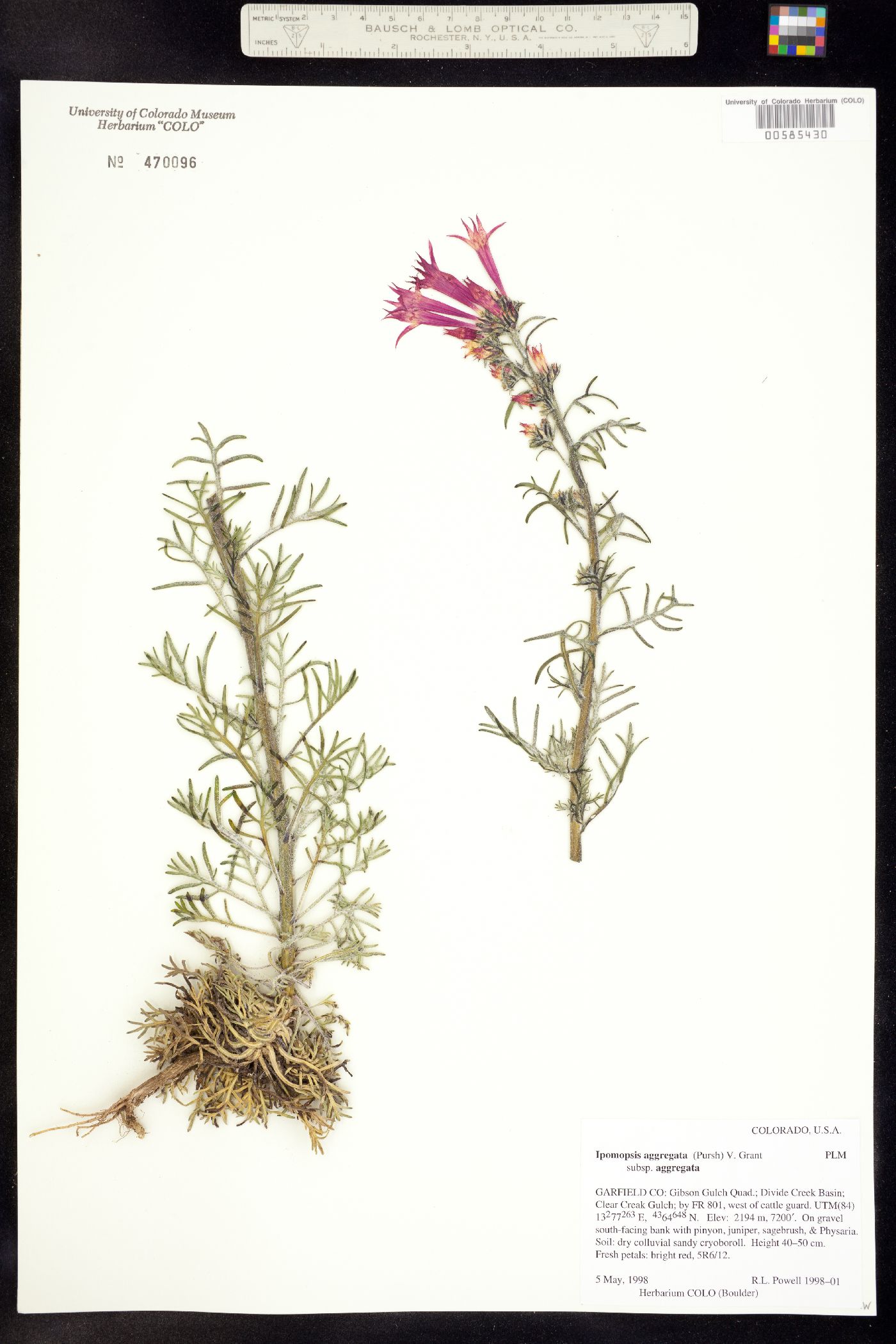 Ipomopsis aggregata ssp. aggregata image