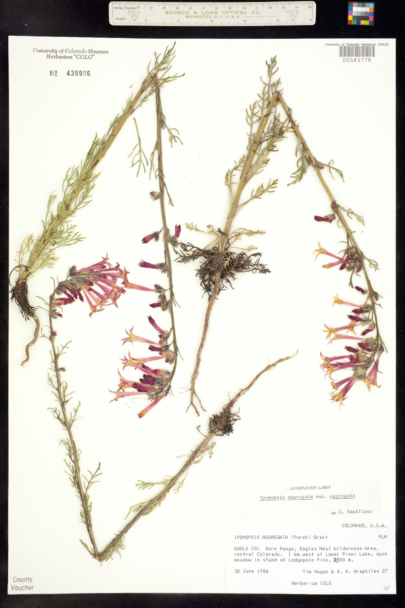 Ipomopsis aggregata ssp. aggregata image