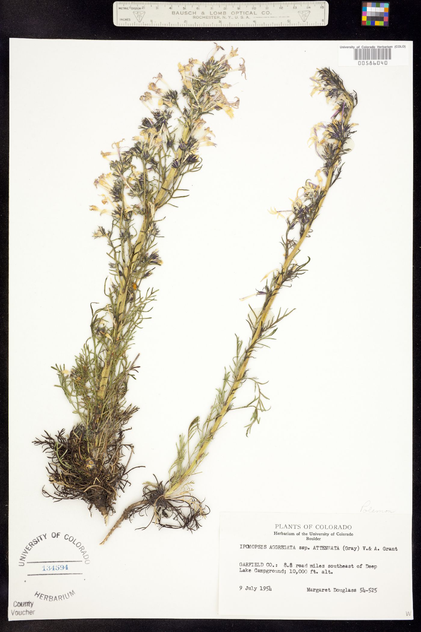 Ipomopsis aggregata subsp. attenuata image