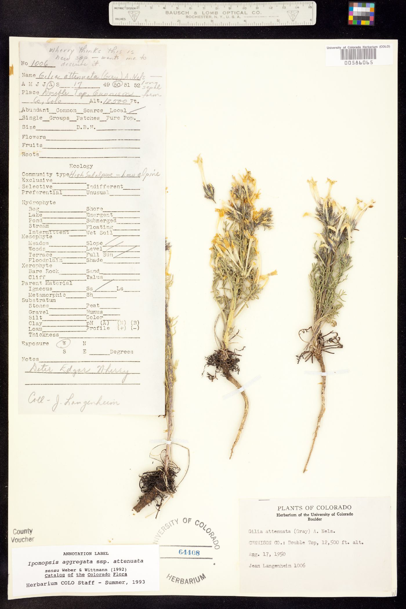 Ipomopsis aggregata ssp. attenuata image