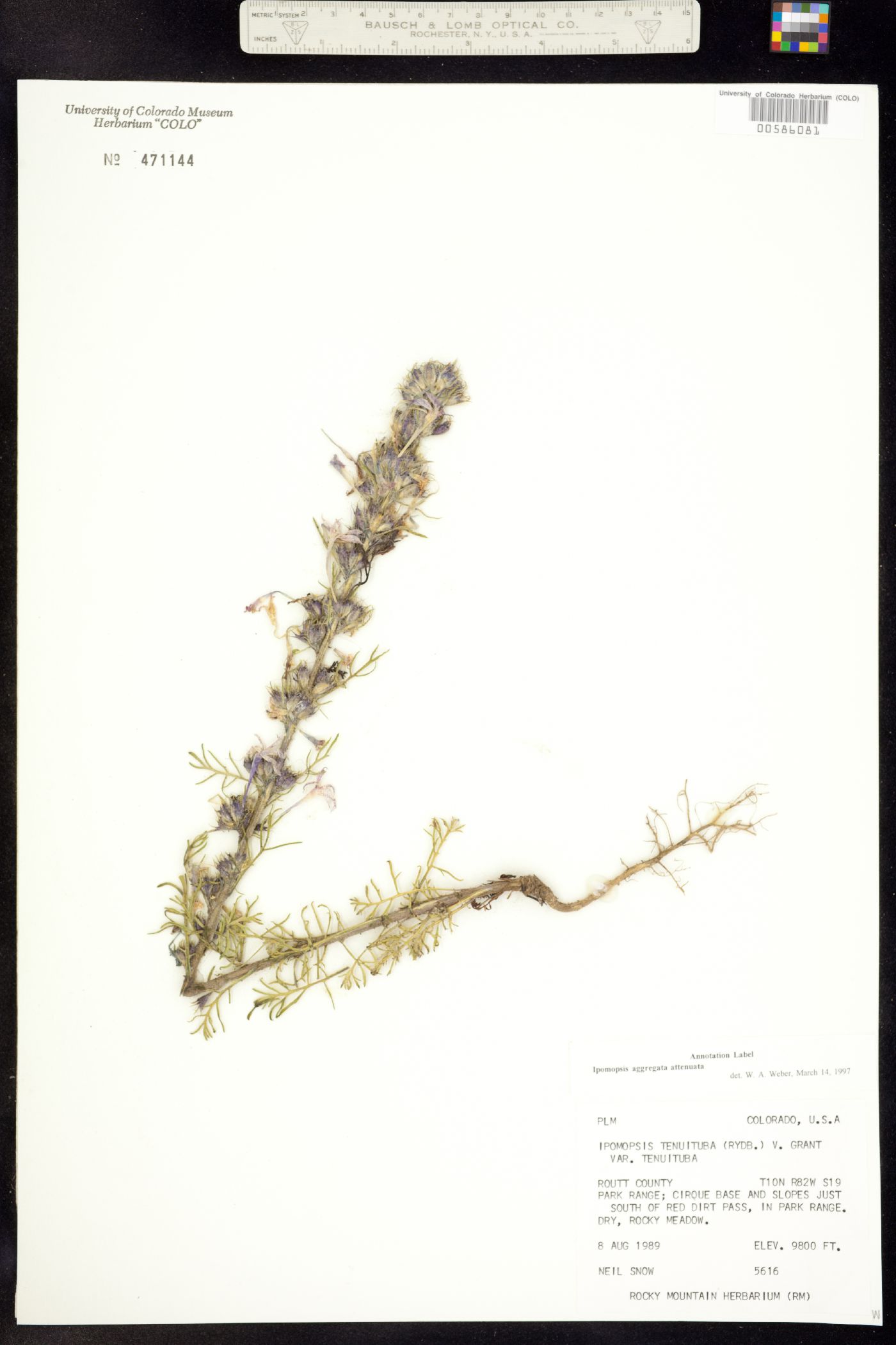 Ipomopsis aggregata ssp. attenuata image