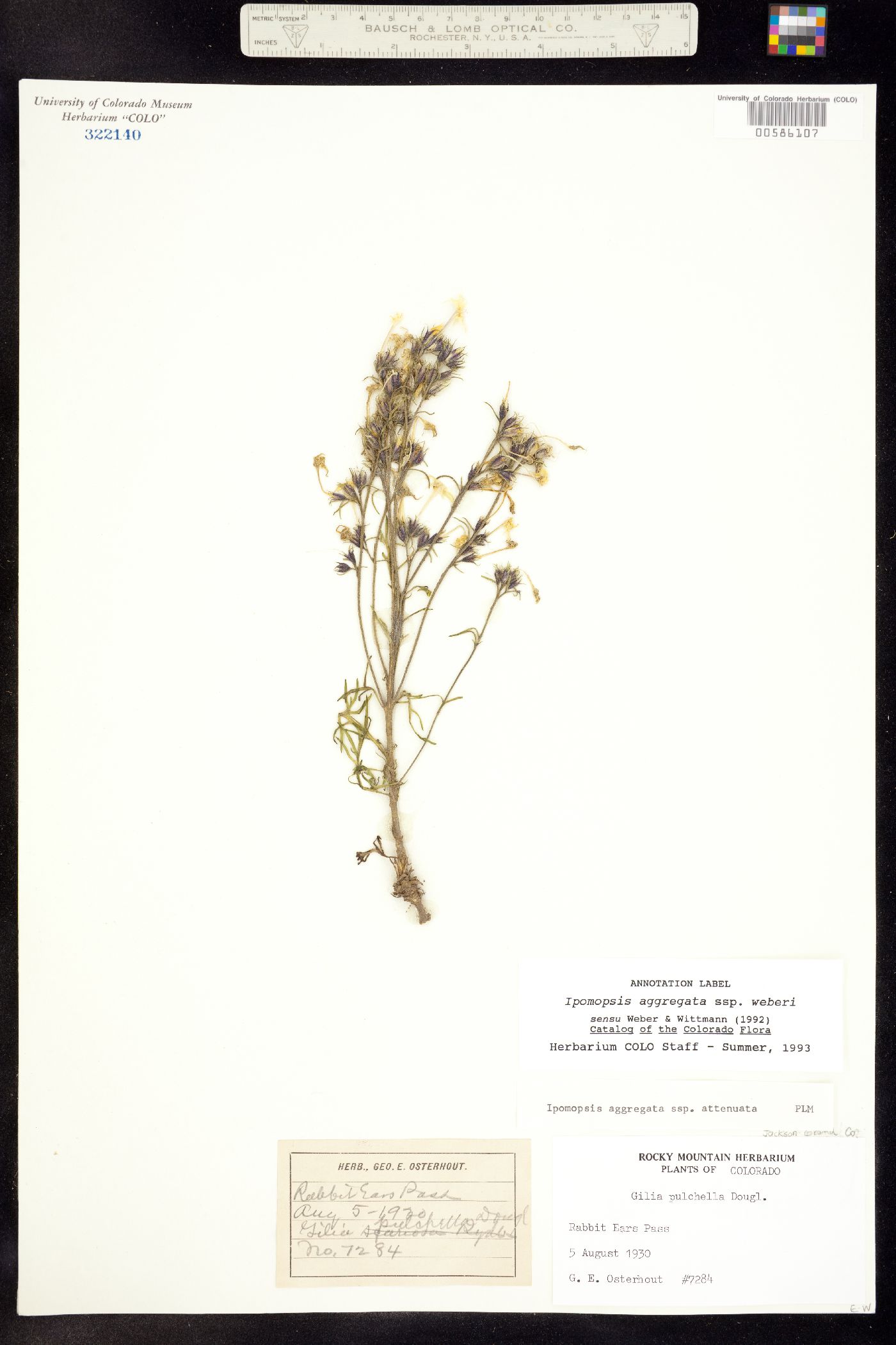 Ipomopsis aggregata ssp. weberi image