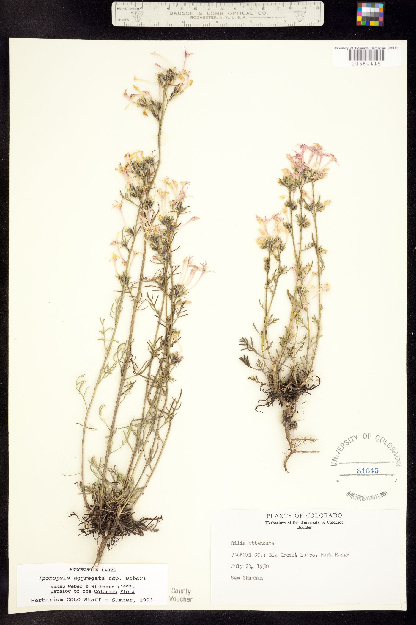 Ipomopsis aggregata ssp. weberi image