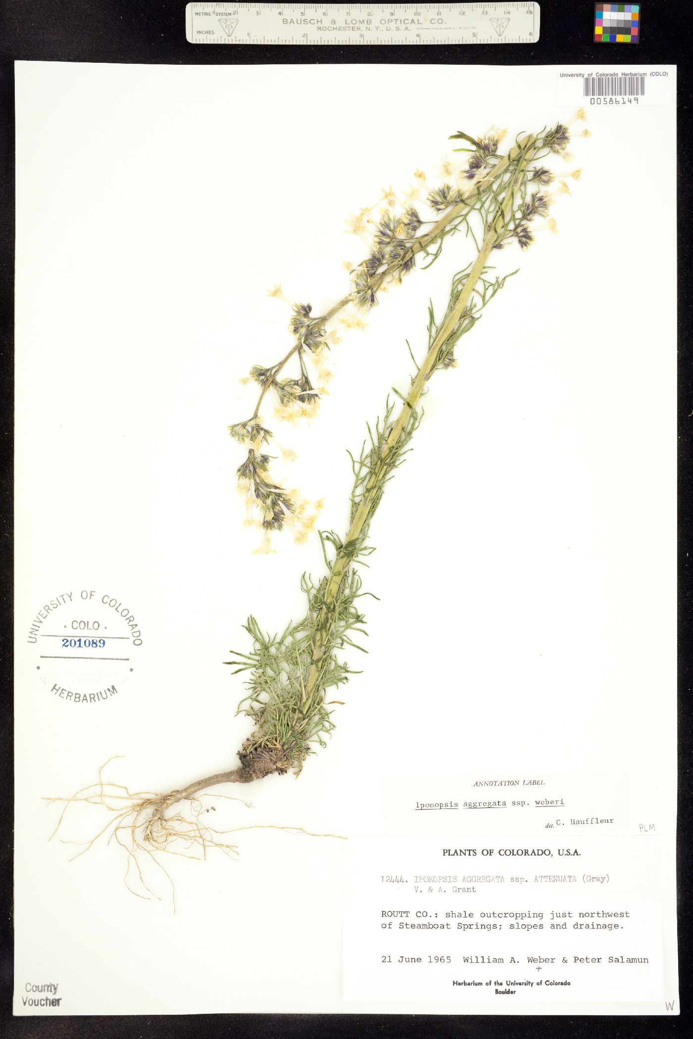 Ipomopsis aggregata ssp. weberi image