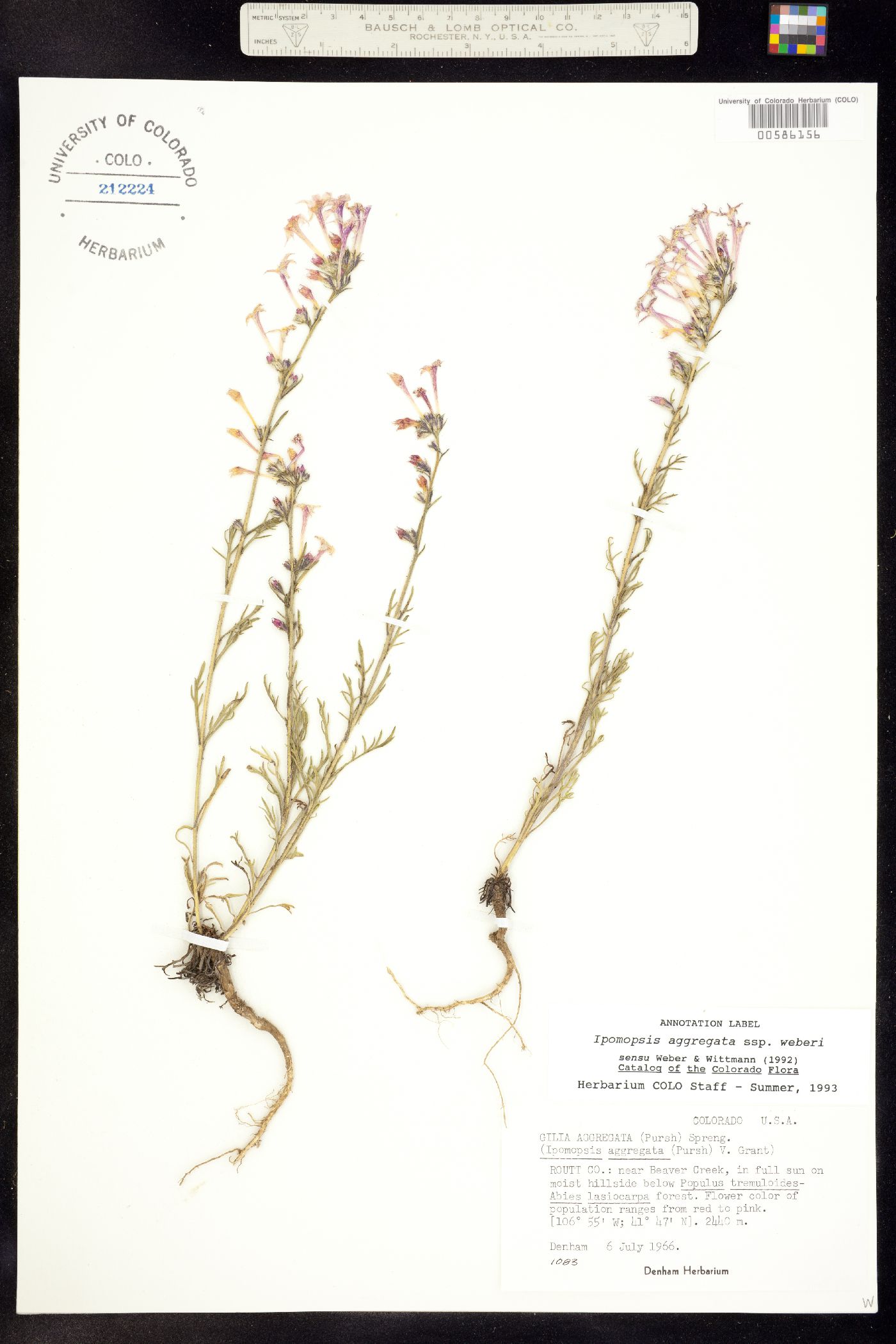 Ipomopsis aggregata ssp. weberi image