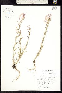 Ipomopsis aggregata ssp. weberi image