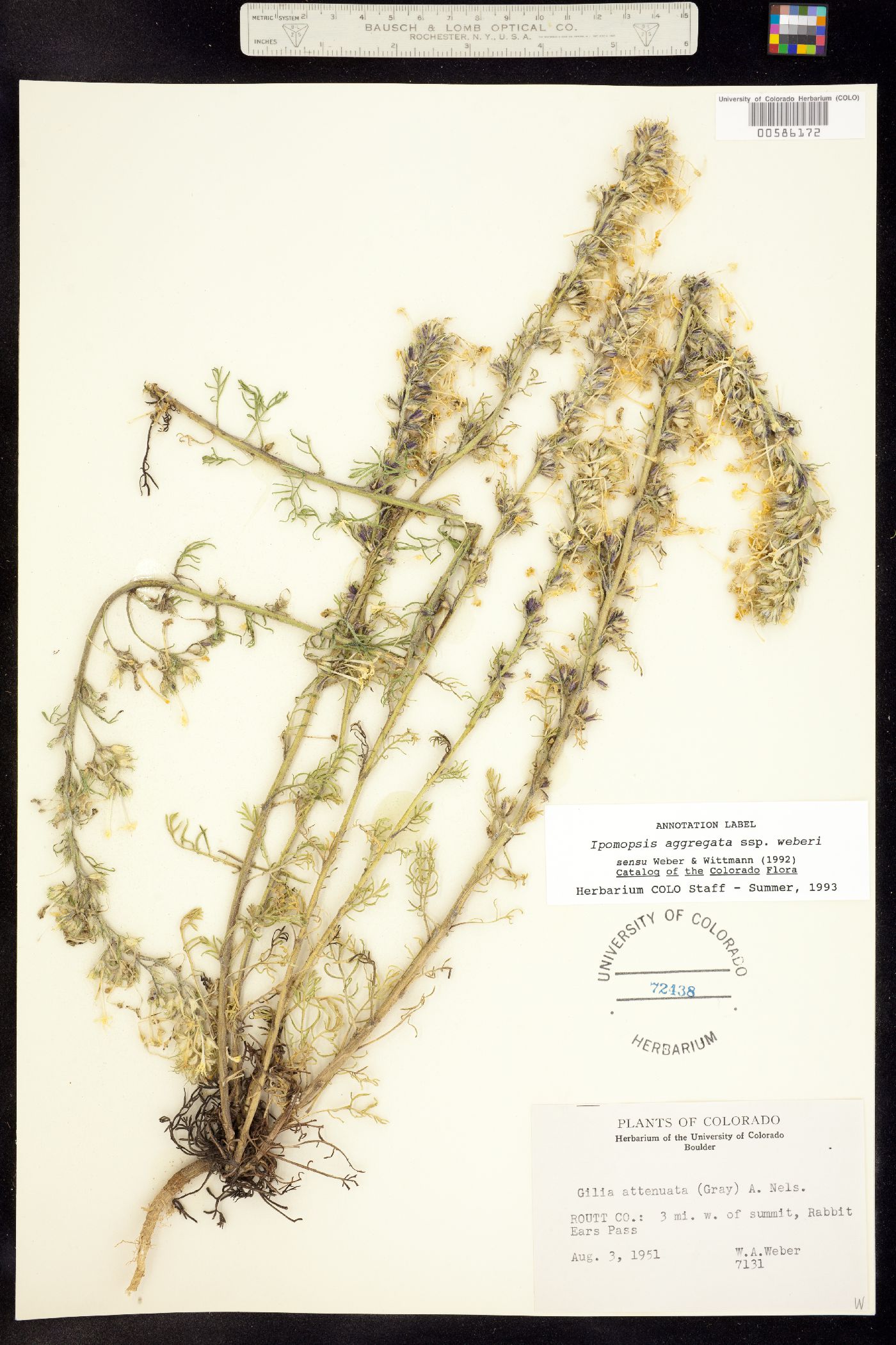 Ipomopsis aggregata ssp. weberi image