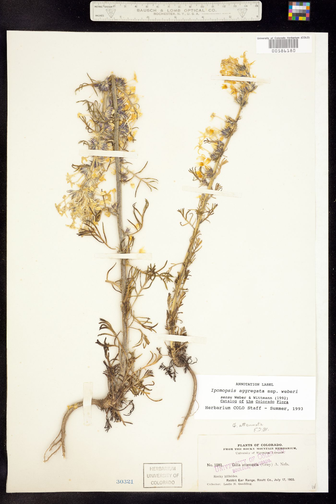 Ipomopsis aggregata ssp. weberi image