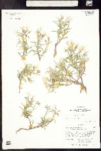 Phlox caryophylla image