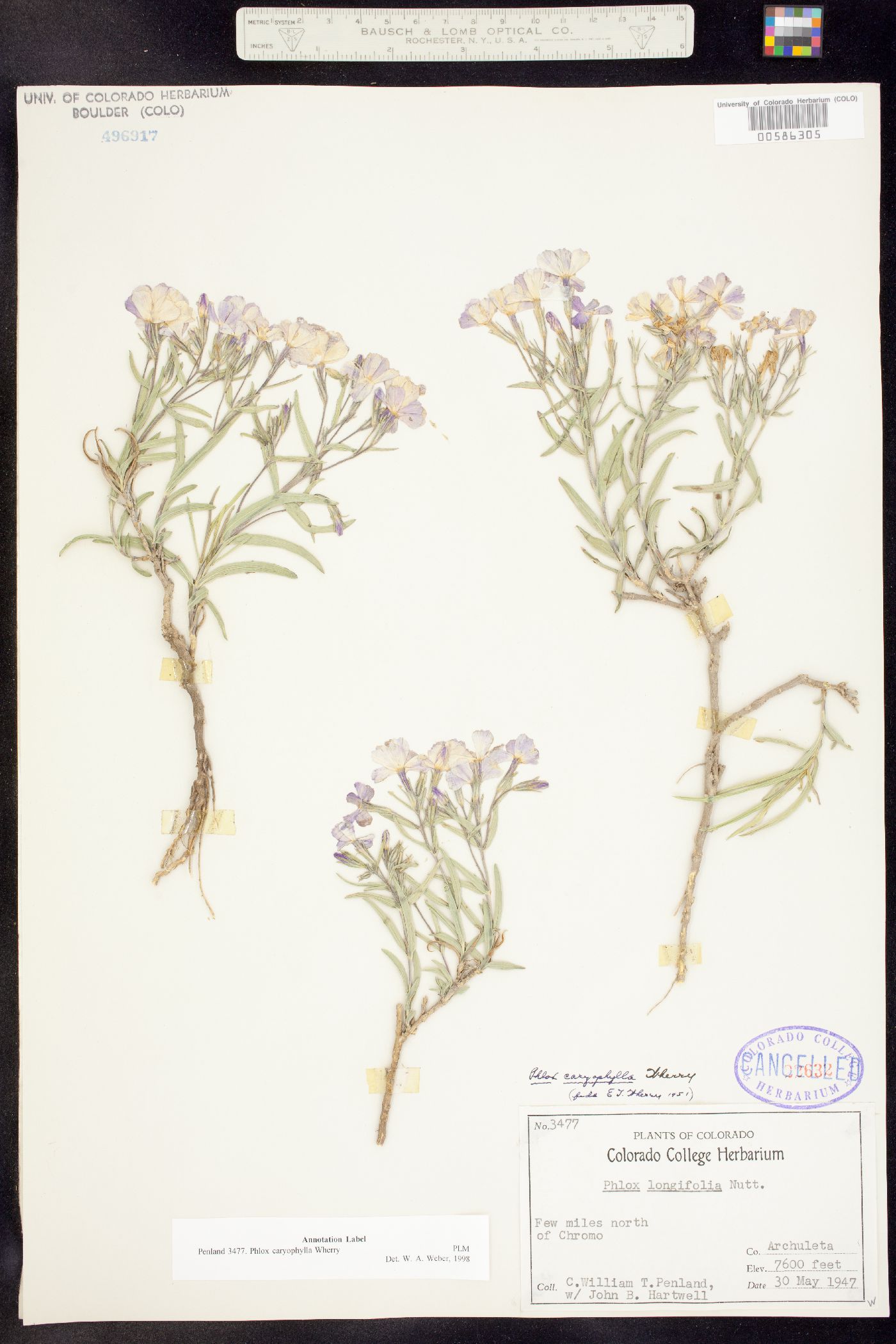 Phlox caryophylla image